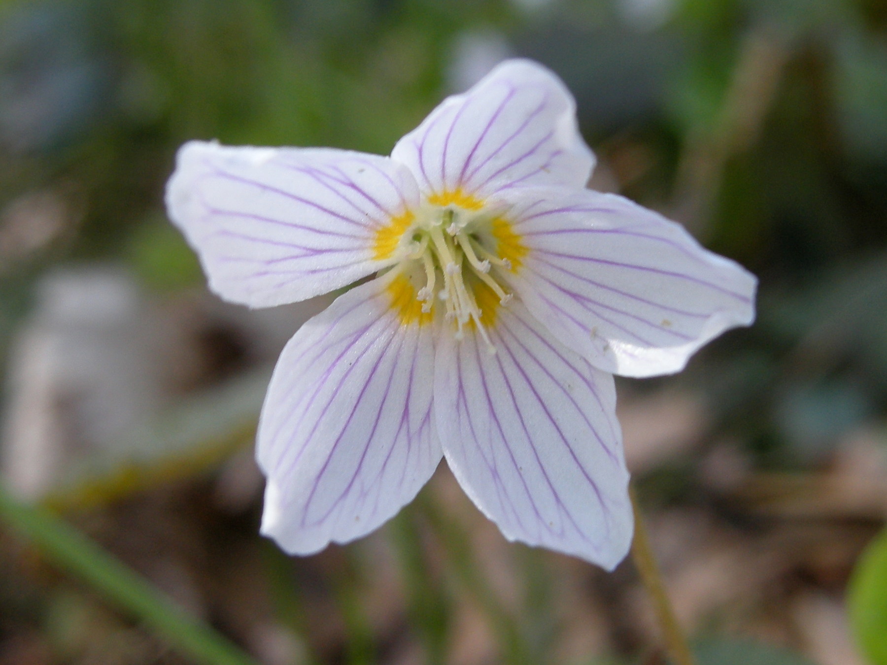 oxalis_acetosella4md