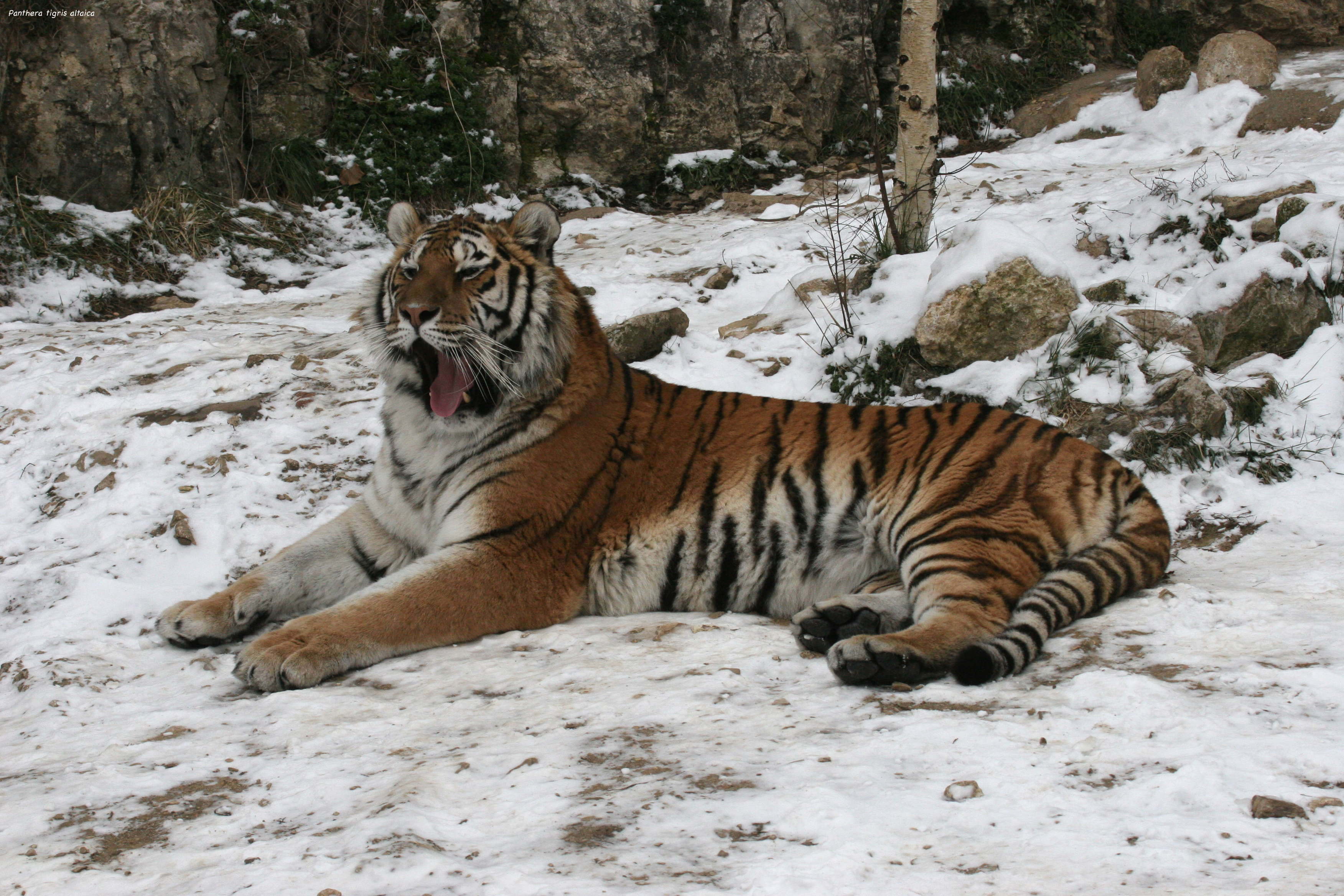 panthera_tigris_altaica1md