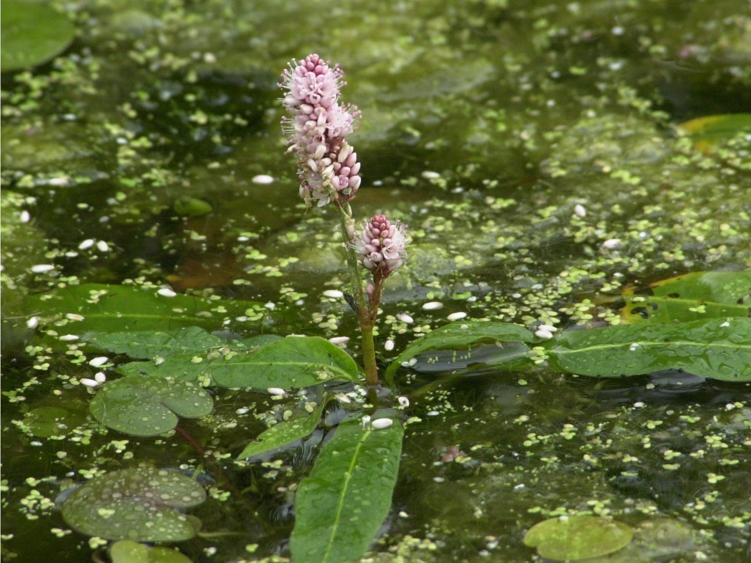 Afficher le média persicaria_amphibia1md persicaria_amphibia1md