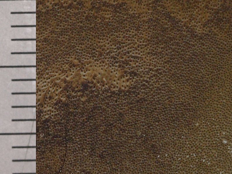 phellinus_tuberculosus4md