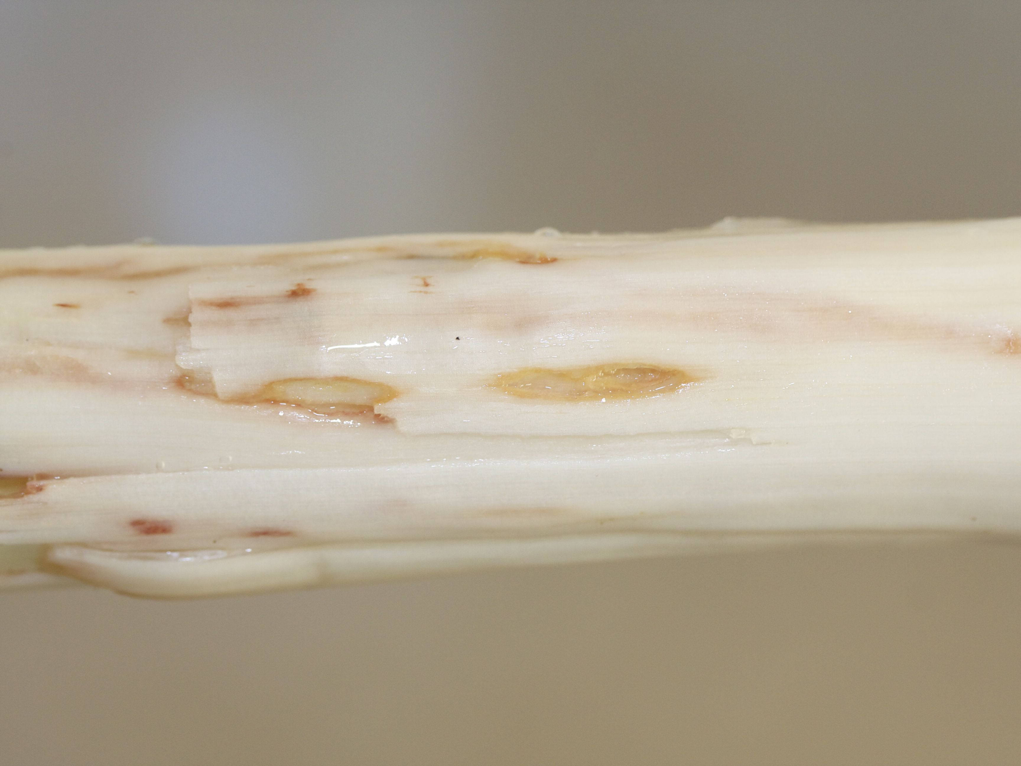 phytomyza_gymnostoma3md