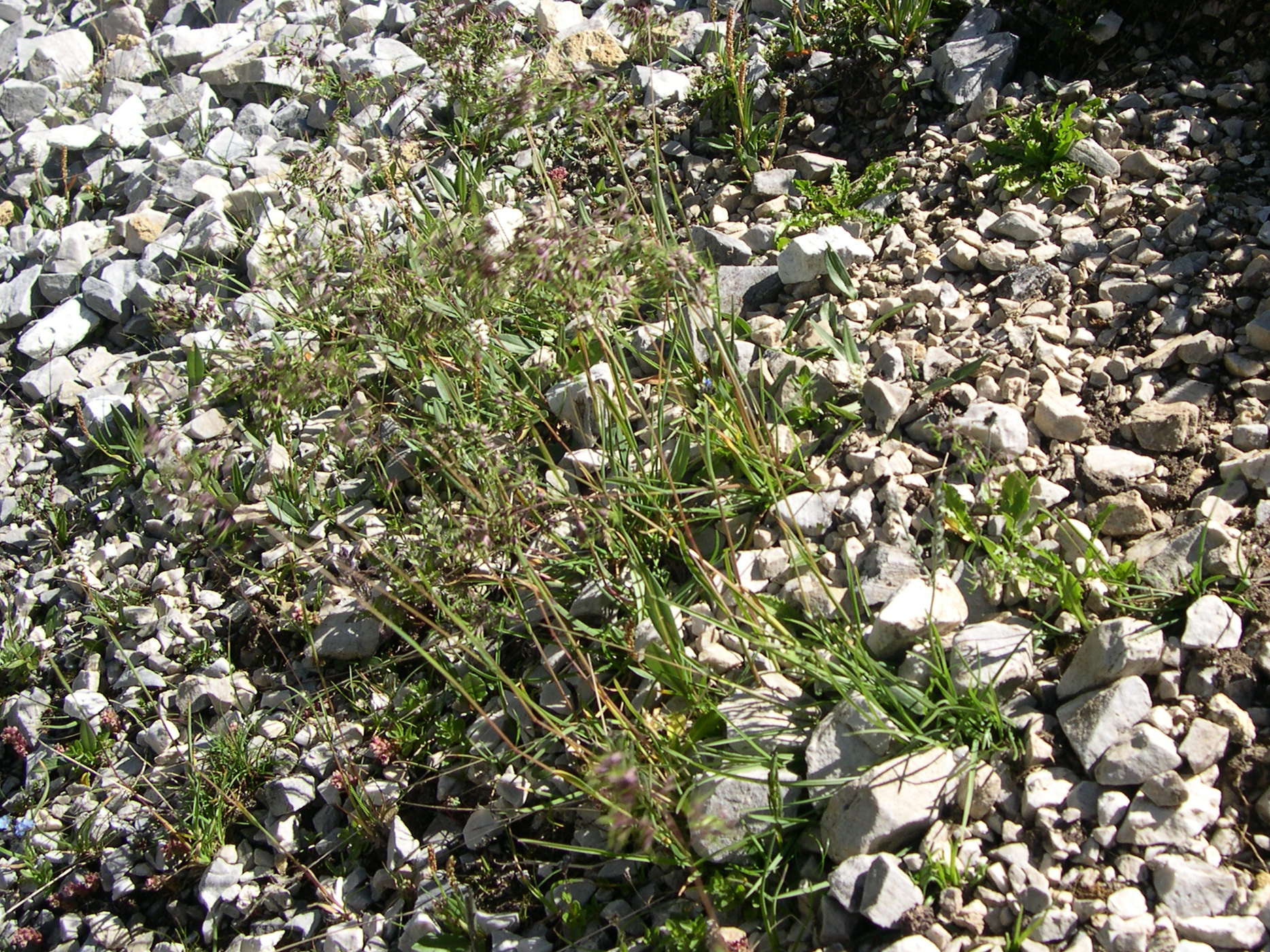 poa_alpina1md