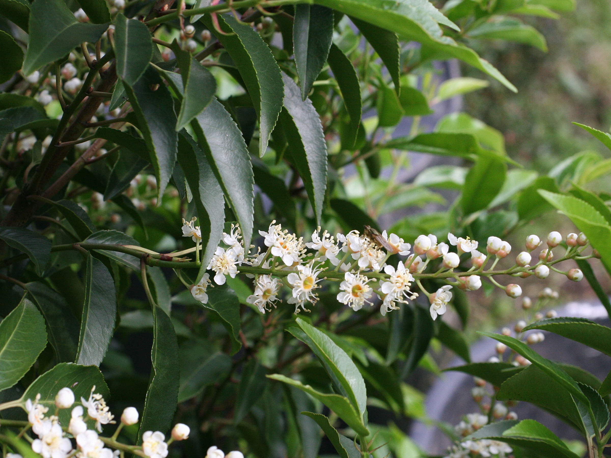 Afficher le média prunus_lusitanica2md prunus_lusitanica2md