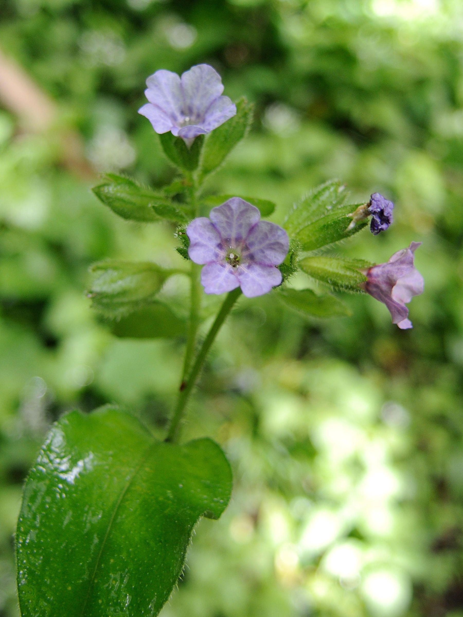 pulmonaria_montana2md