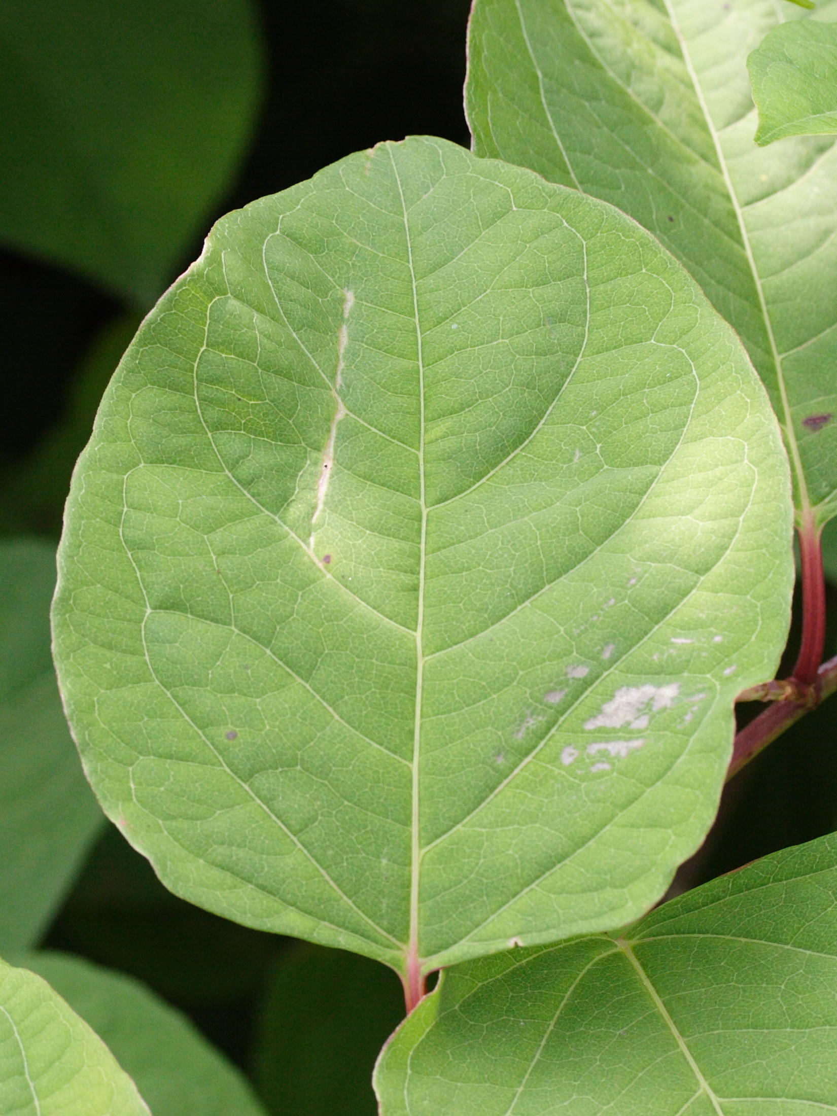 Afficher le média reynoutria_japonica5md reynoutria_japonica5md