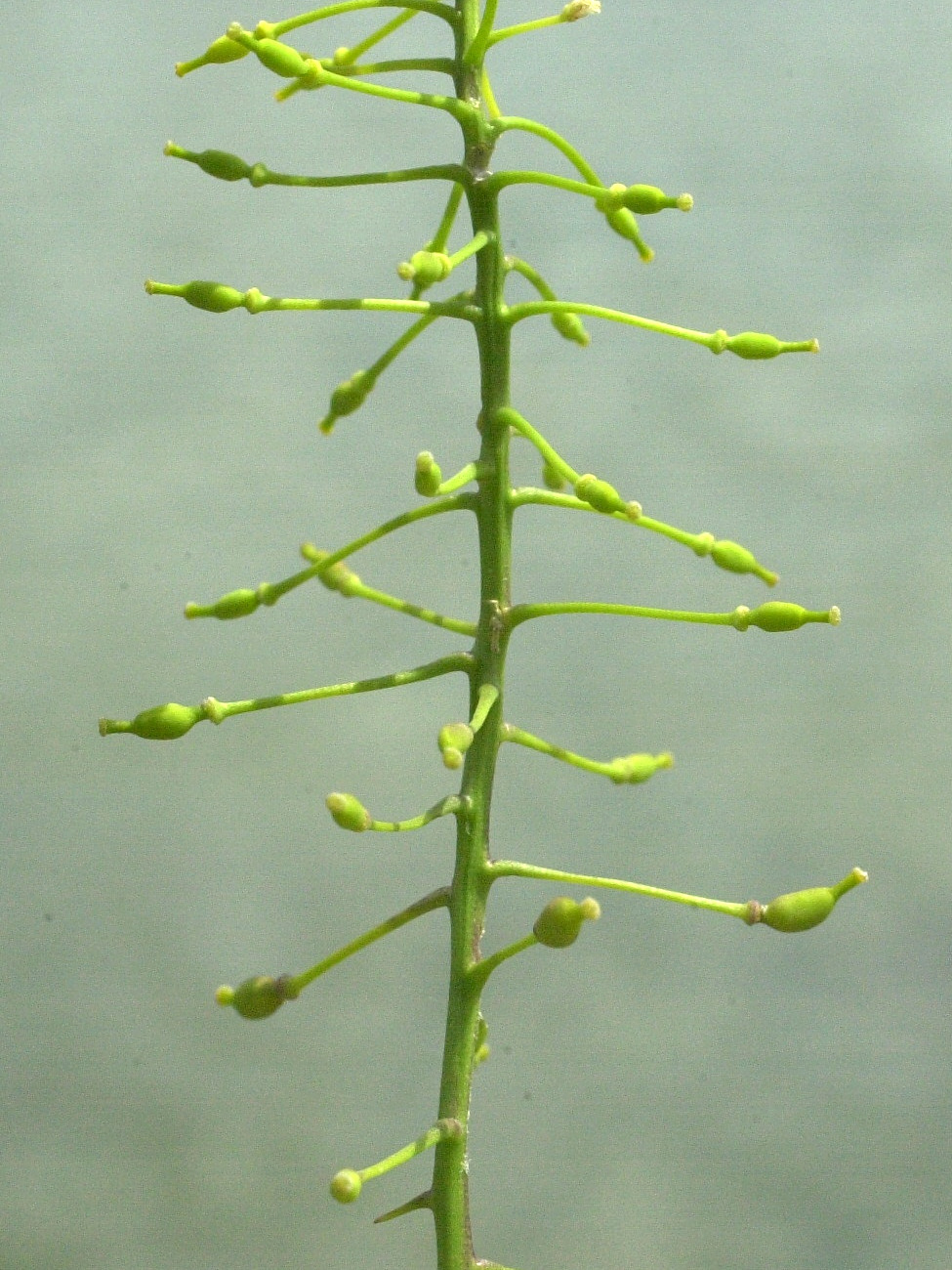 Afficher le média rorippa_amphibia5md rorippa_amphibia5md