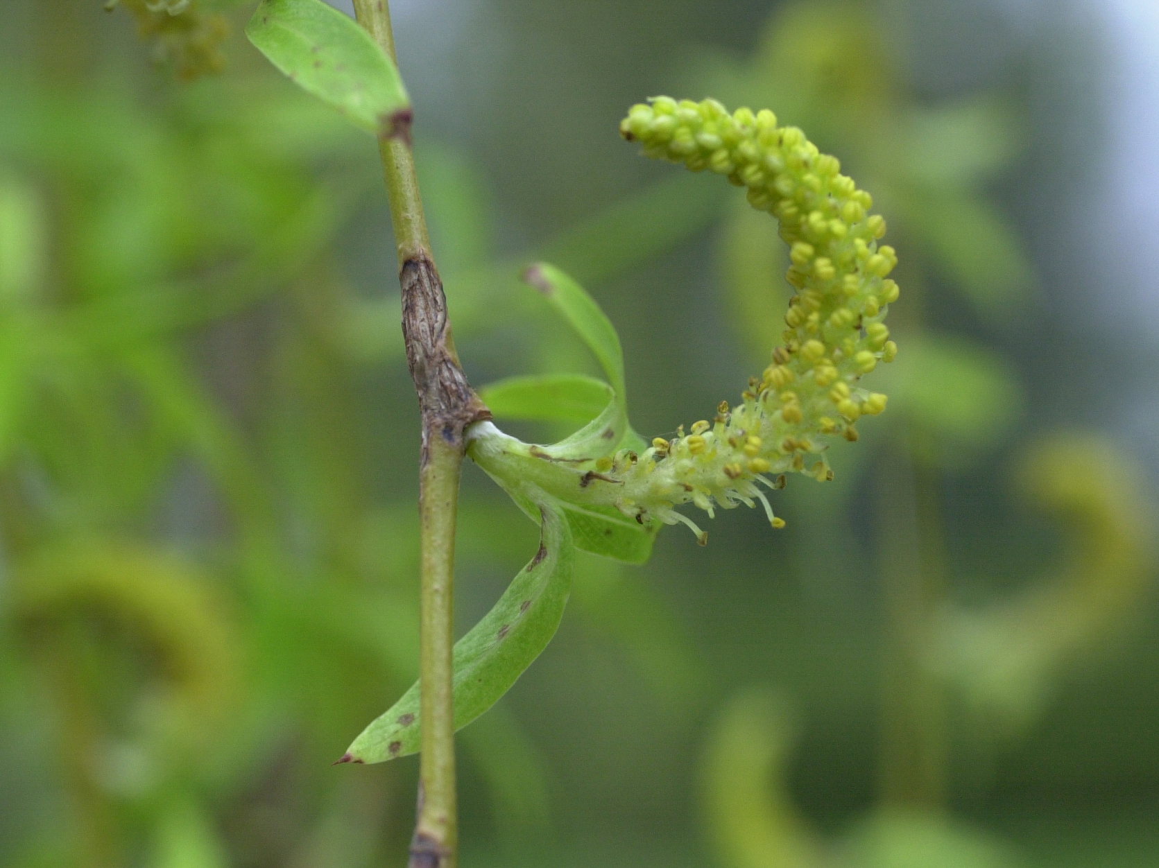 Afficher le média salix_babylonica4md salix_babylonica4md