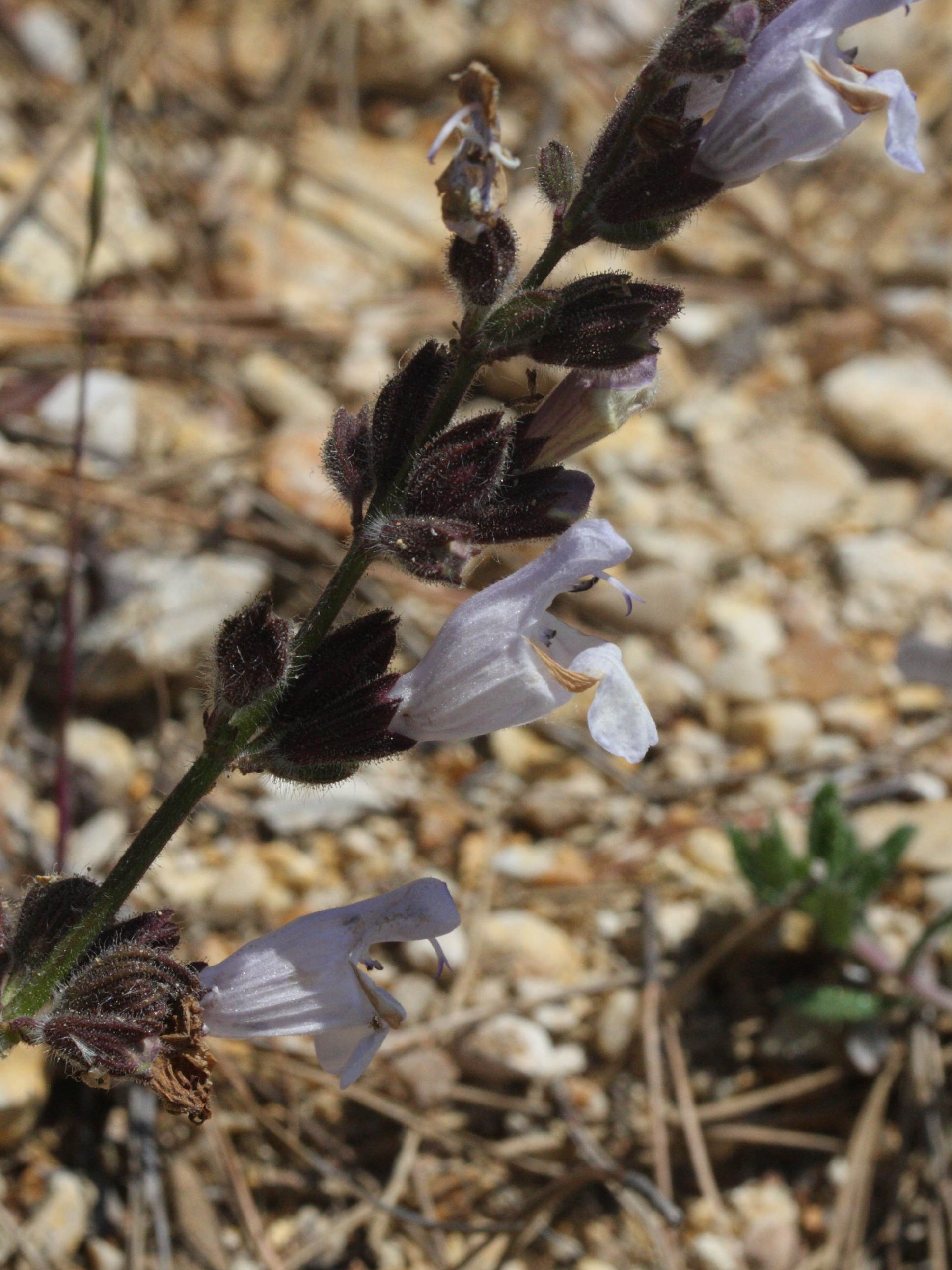 Afficher le média salvia_fruticosa3md salvia_fruticosa3md