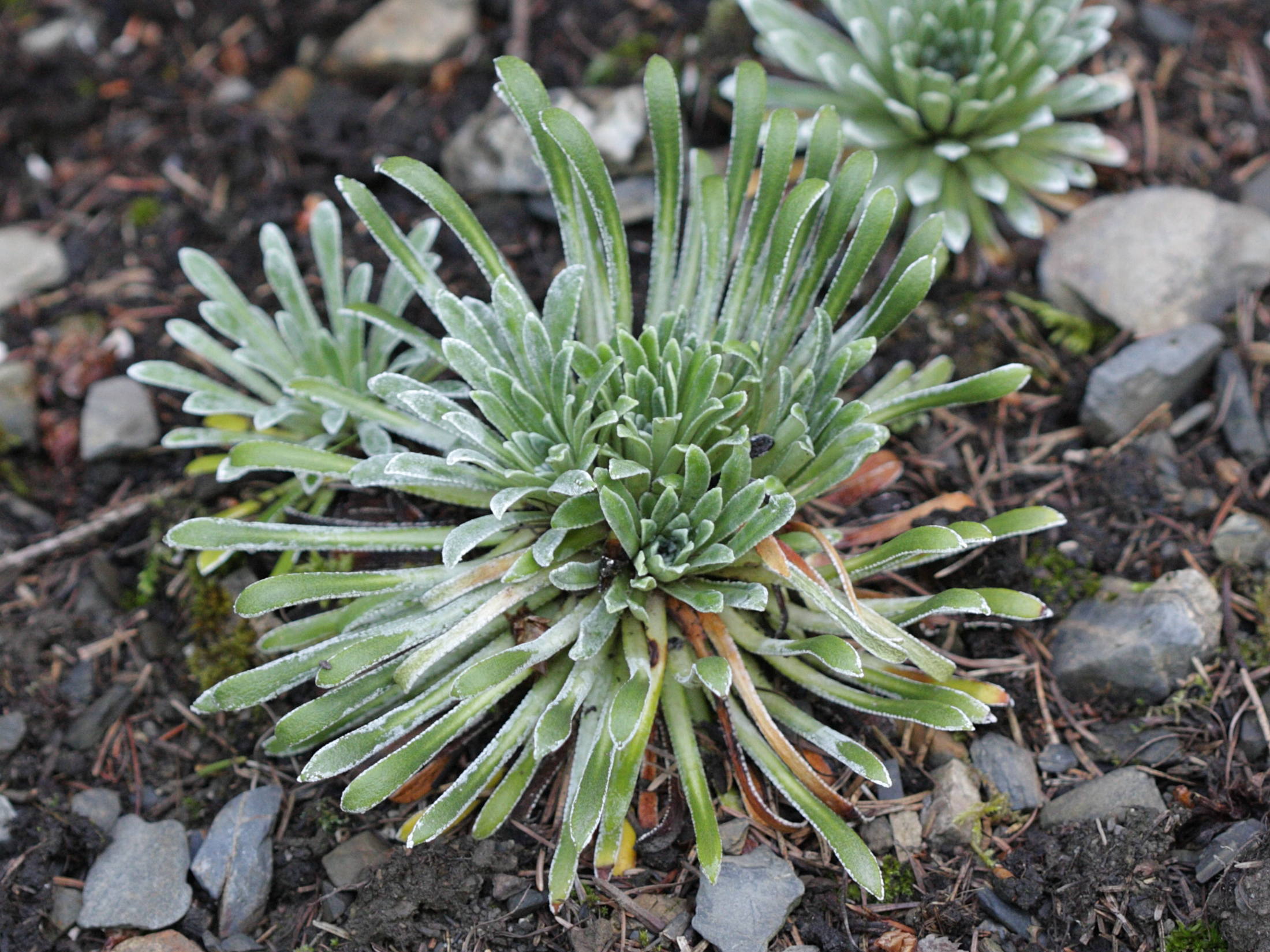 saxifraga_longifolia2bd