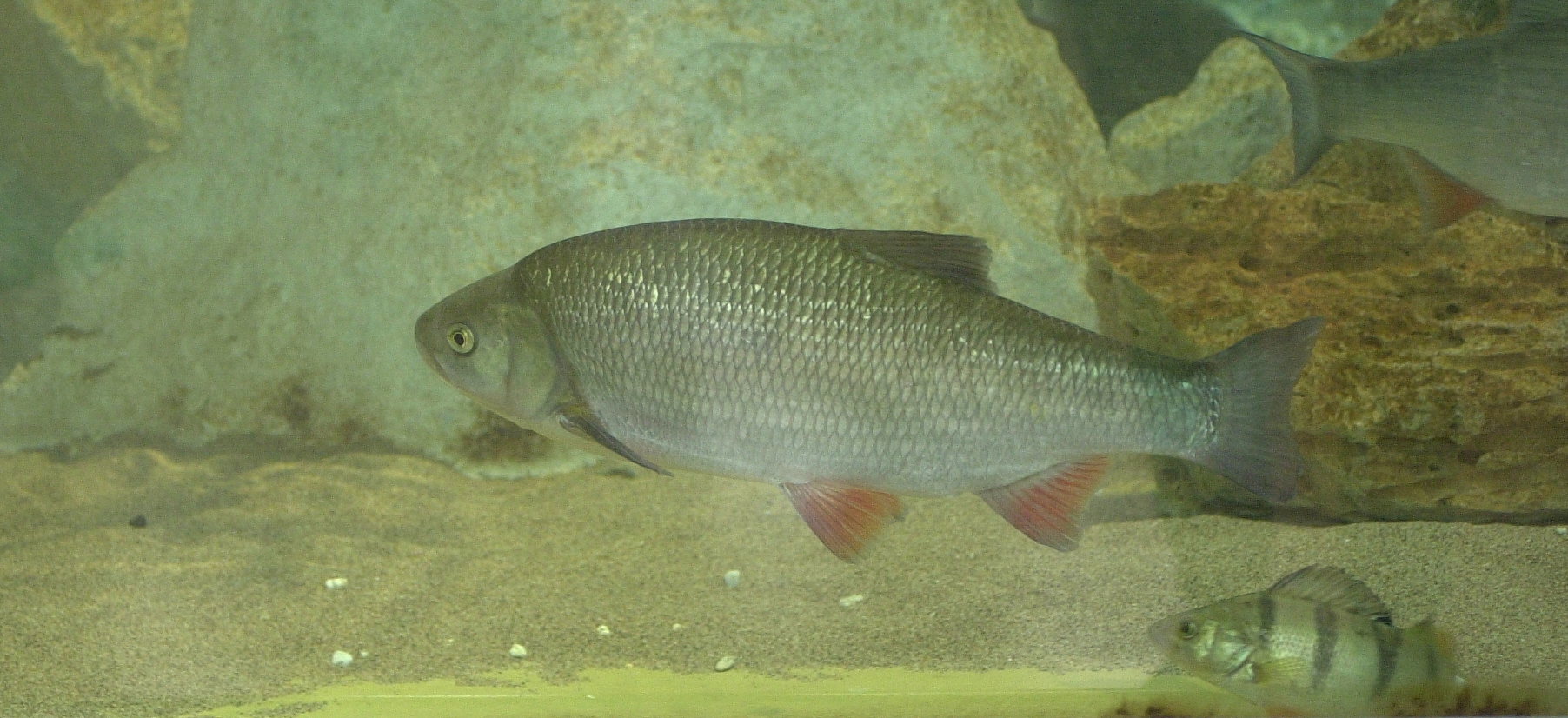 scardinius_erythrophthalmus1bd