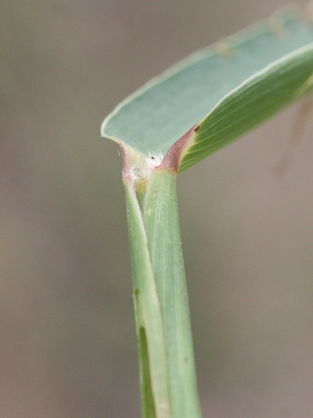 setaria_verticillata3md