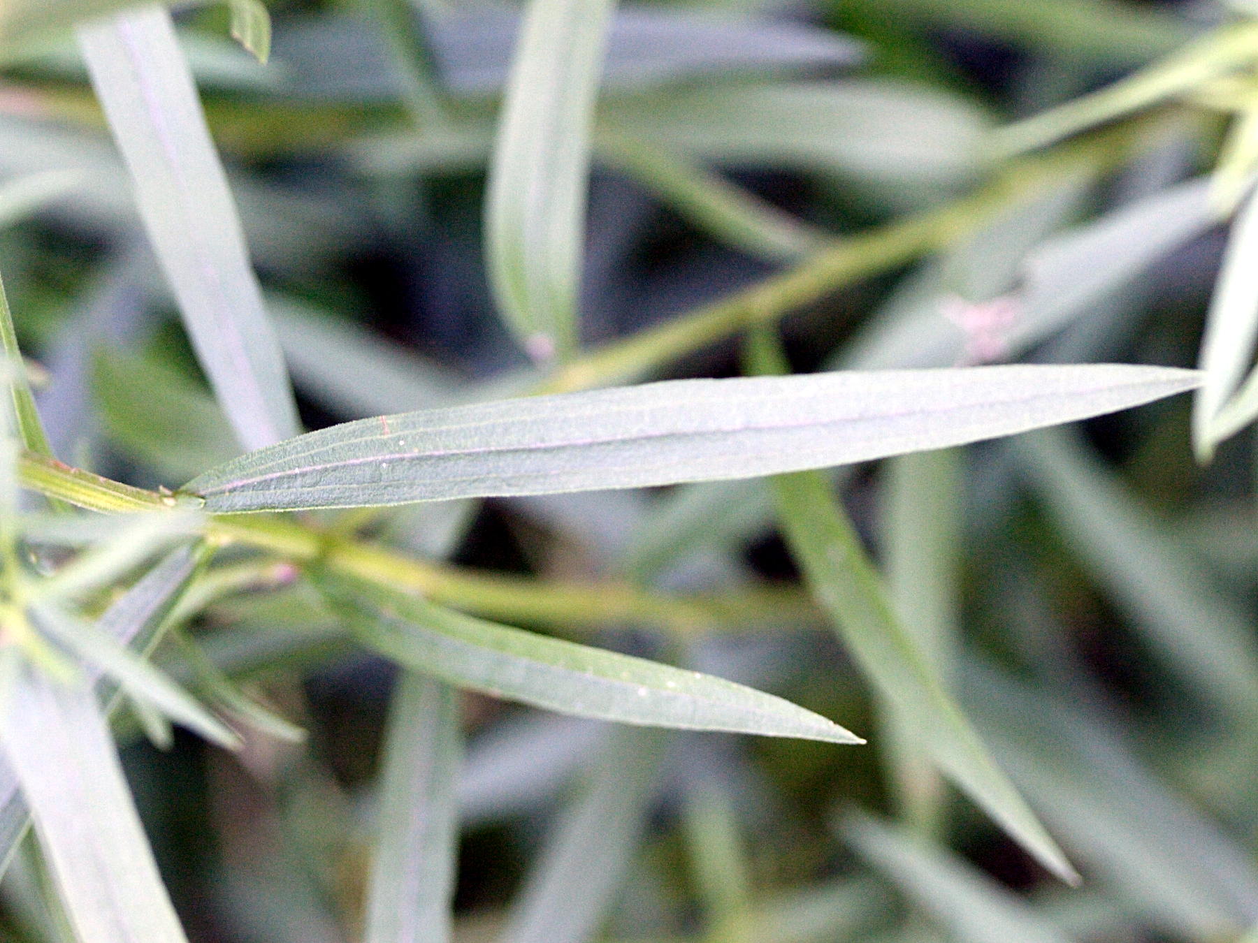 solidago_graminifolia3md