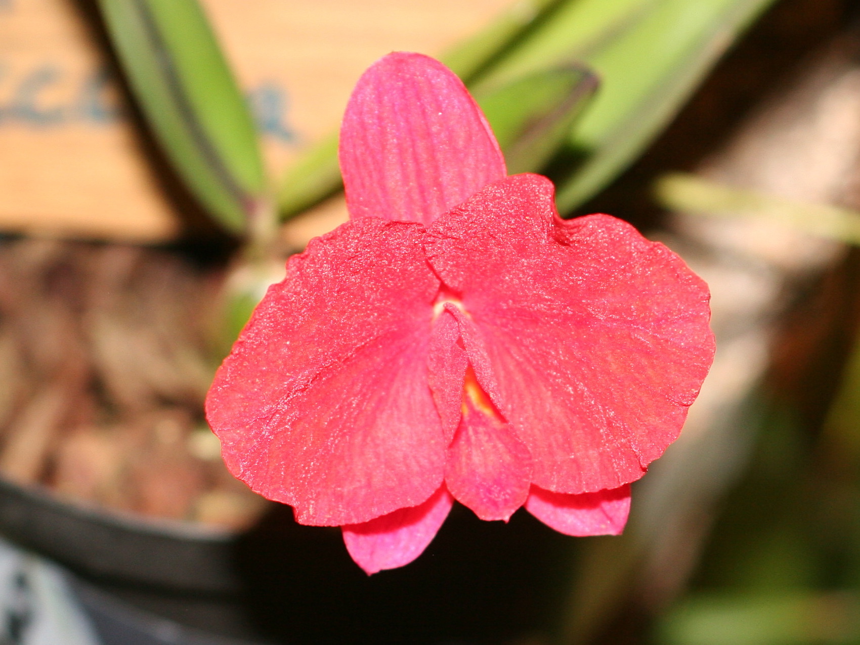 sophronitis_coccinea2md