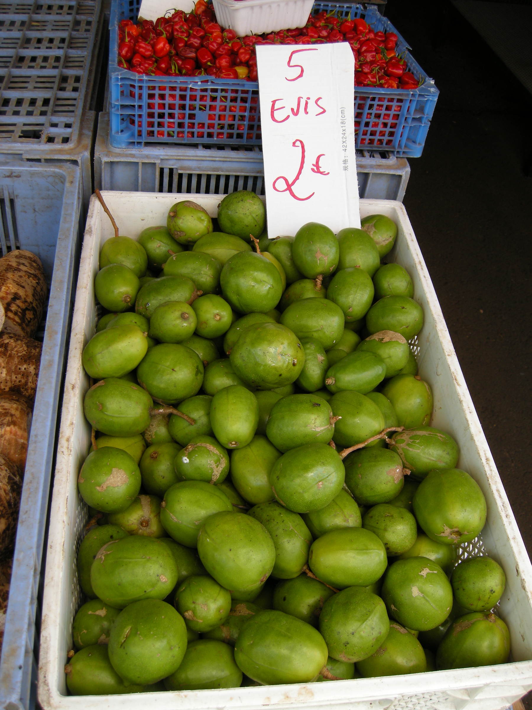 spondias_cytherea6md