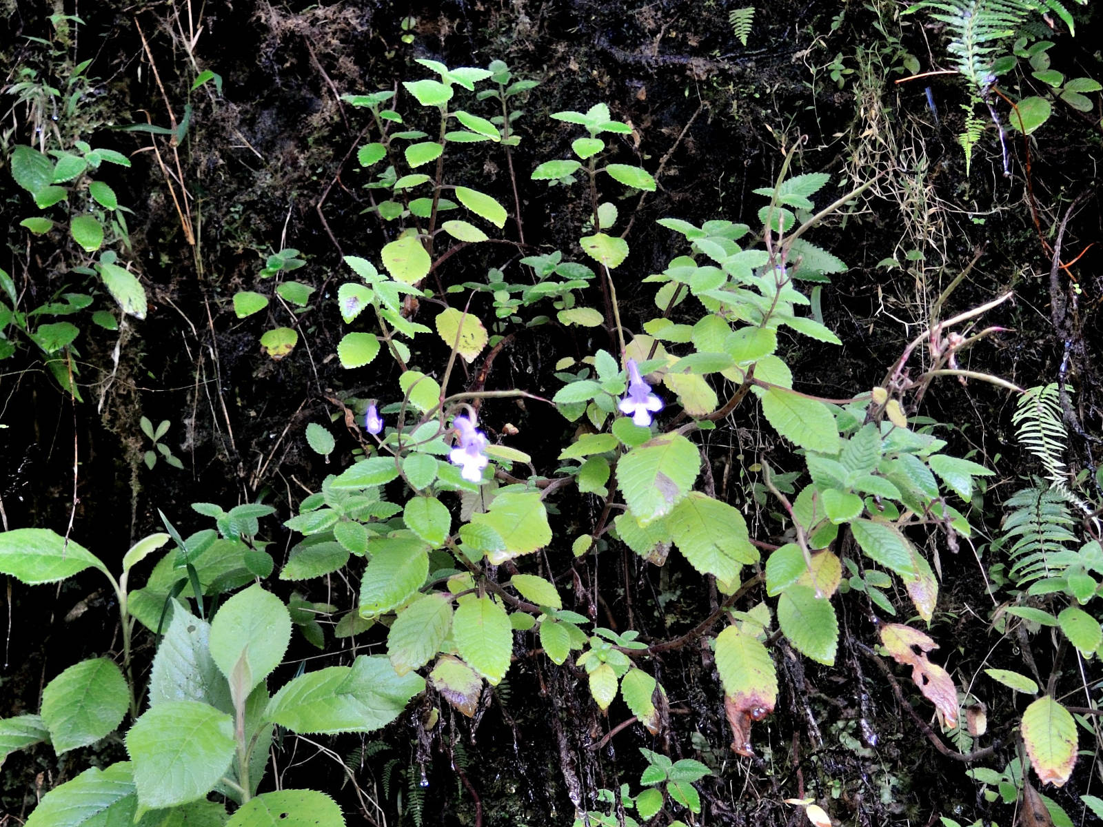 streptocarpus_muscosus4md