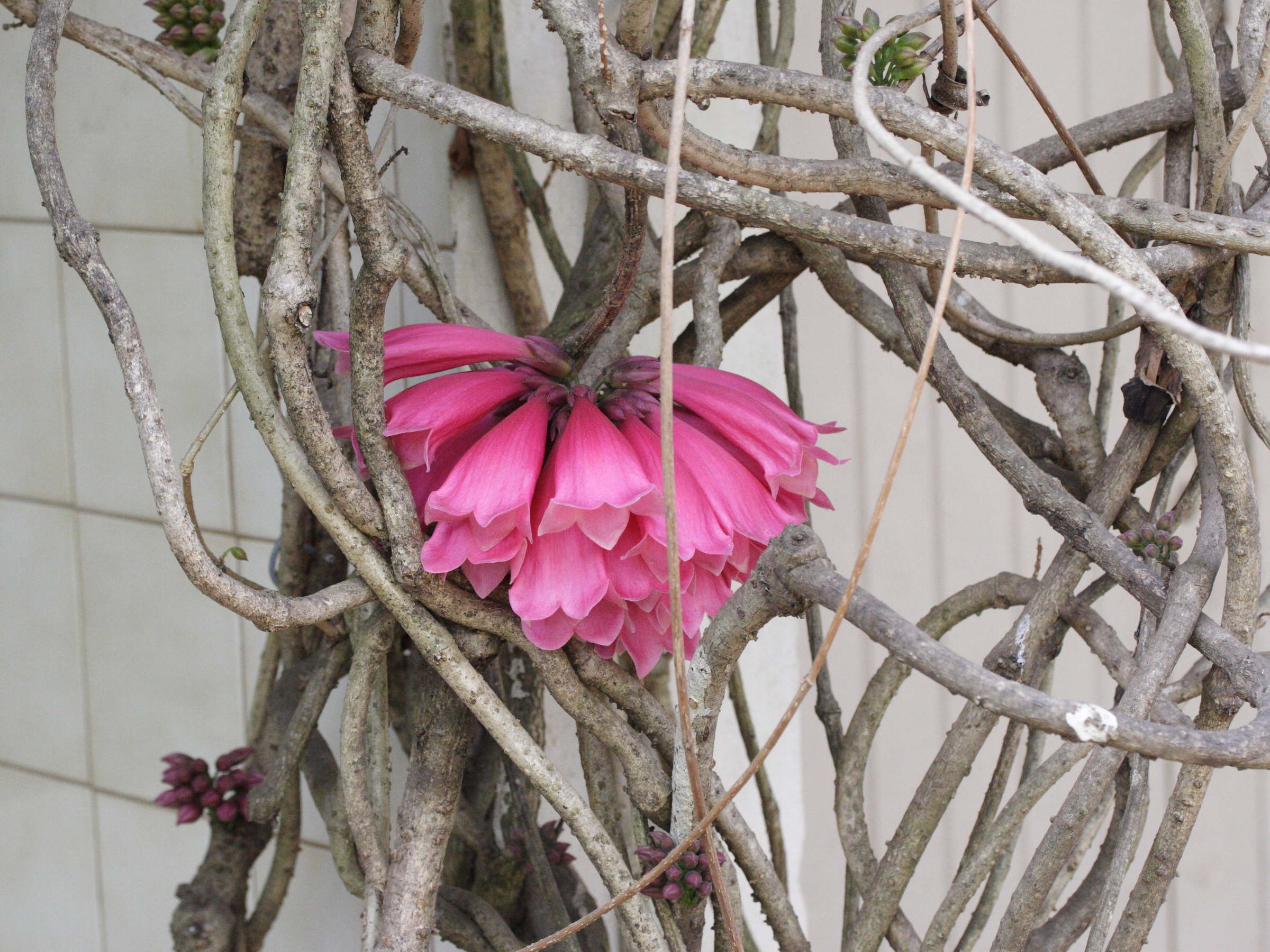 tecomanthe_venusta1md