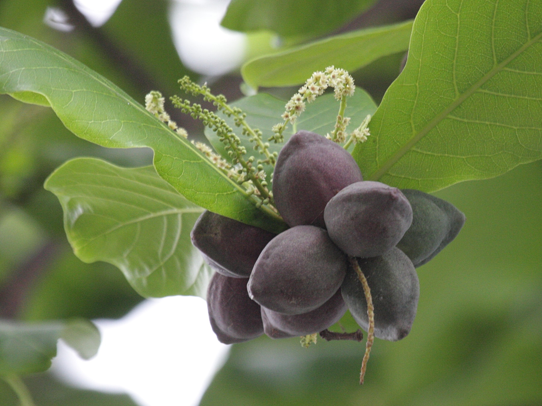 terminalia_catappa4bd