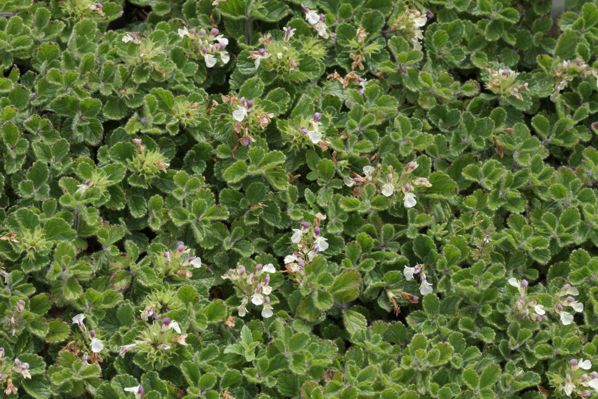 teucrium_pyrenaicum1bd