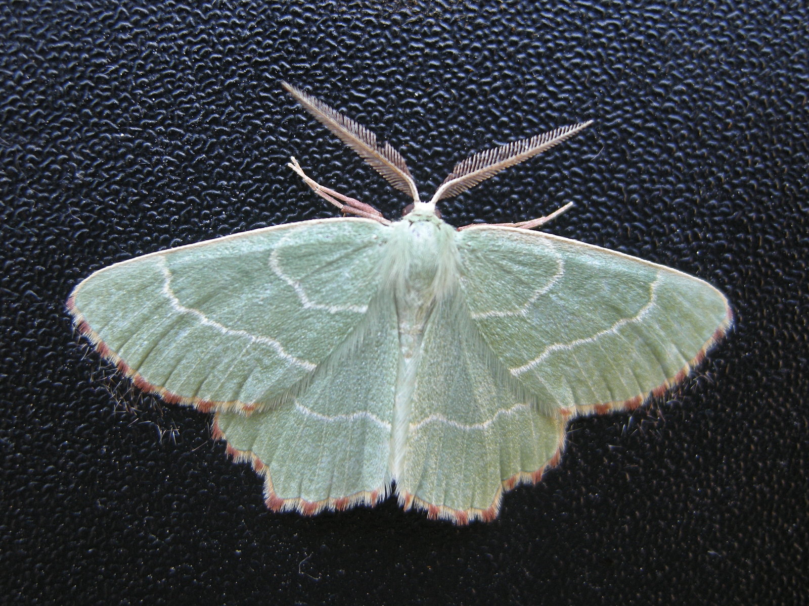 thalera_fimbrialis5md