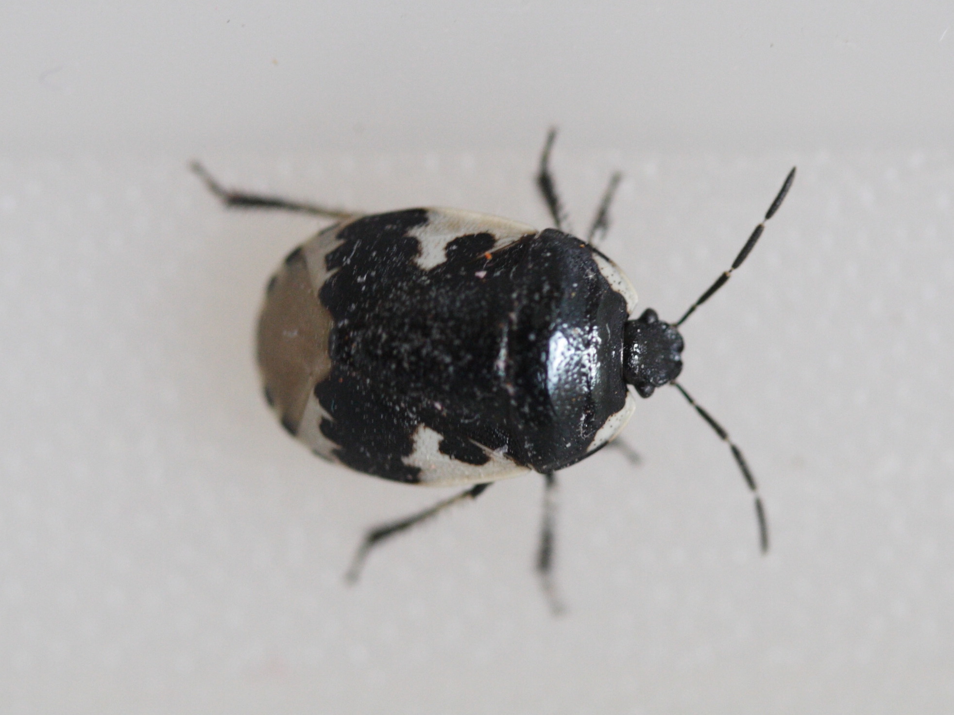 tritomegas_bicolor1md