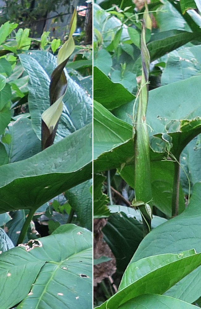 urospatha_friedrichsthalii3md