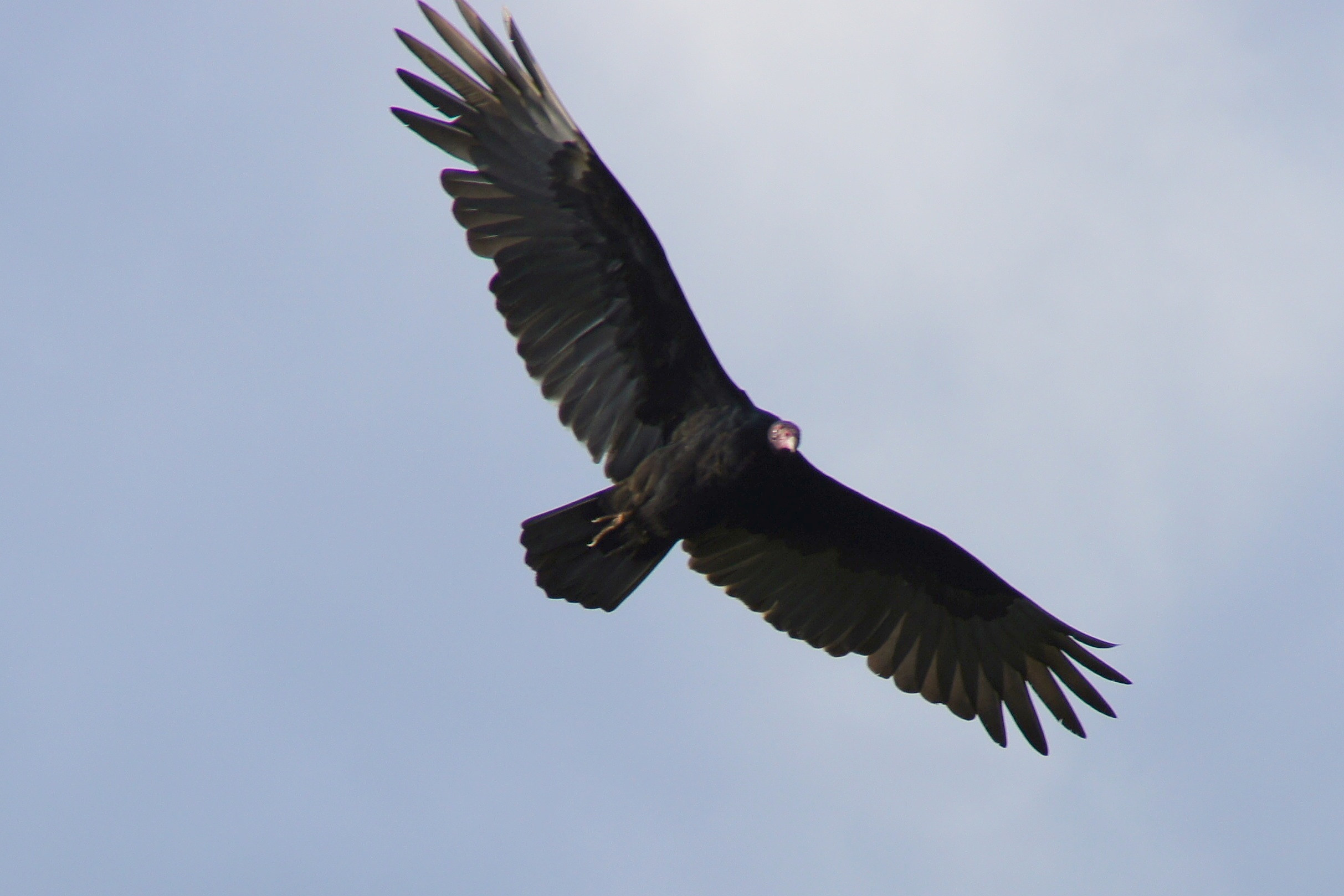 Afficher le média urubu_a_tete_rouge_-_cathartes_aura1fc urubu_a_tete_rouge_-_cathartes_aura1fc