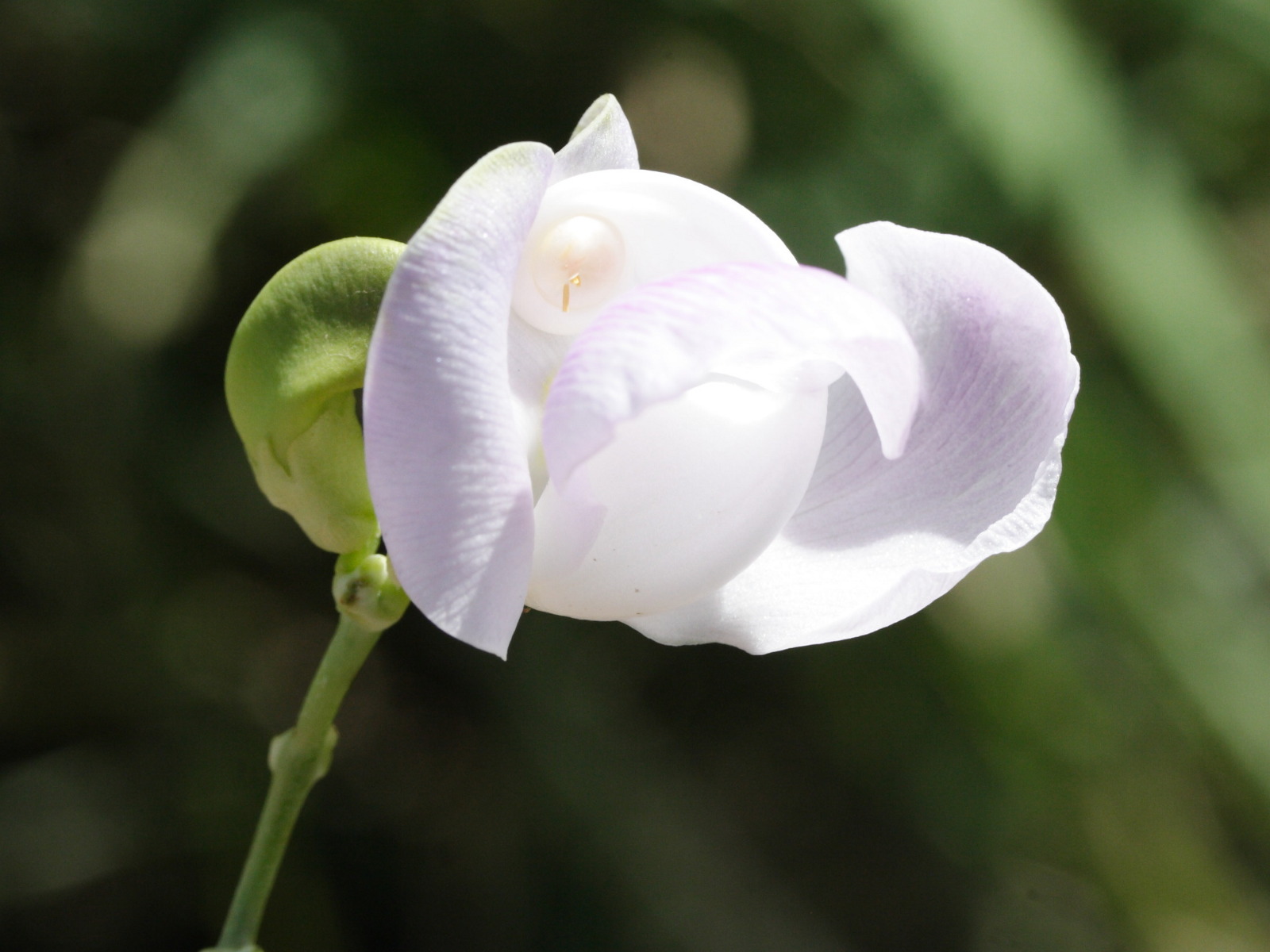 vigna_unguiculata1md