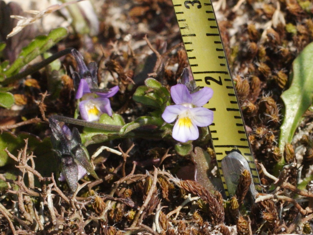 viola_kitaibeliana3md