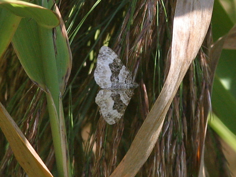 xanthorhoe_montanata1bd