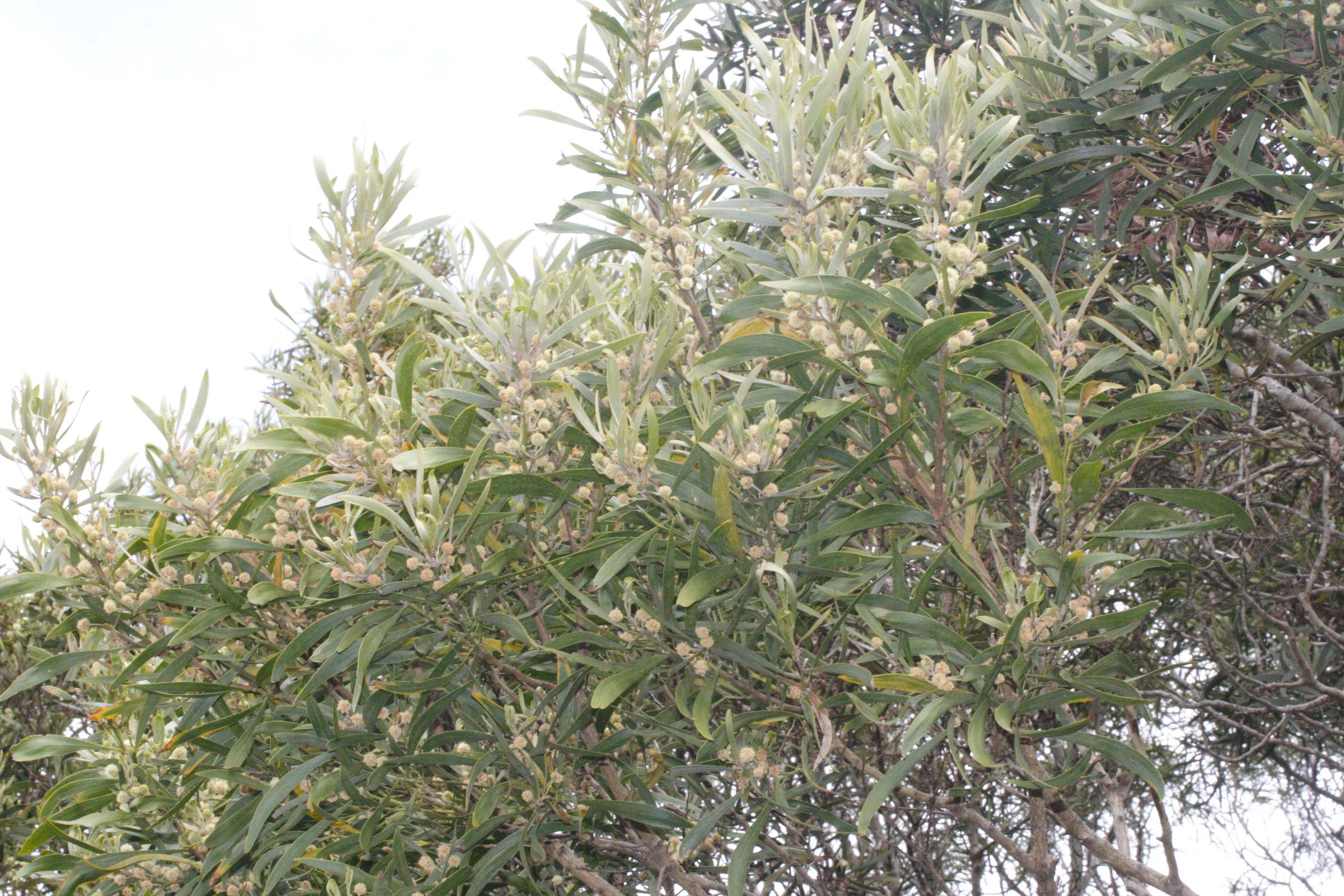 acacia_heterophylla4md