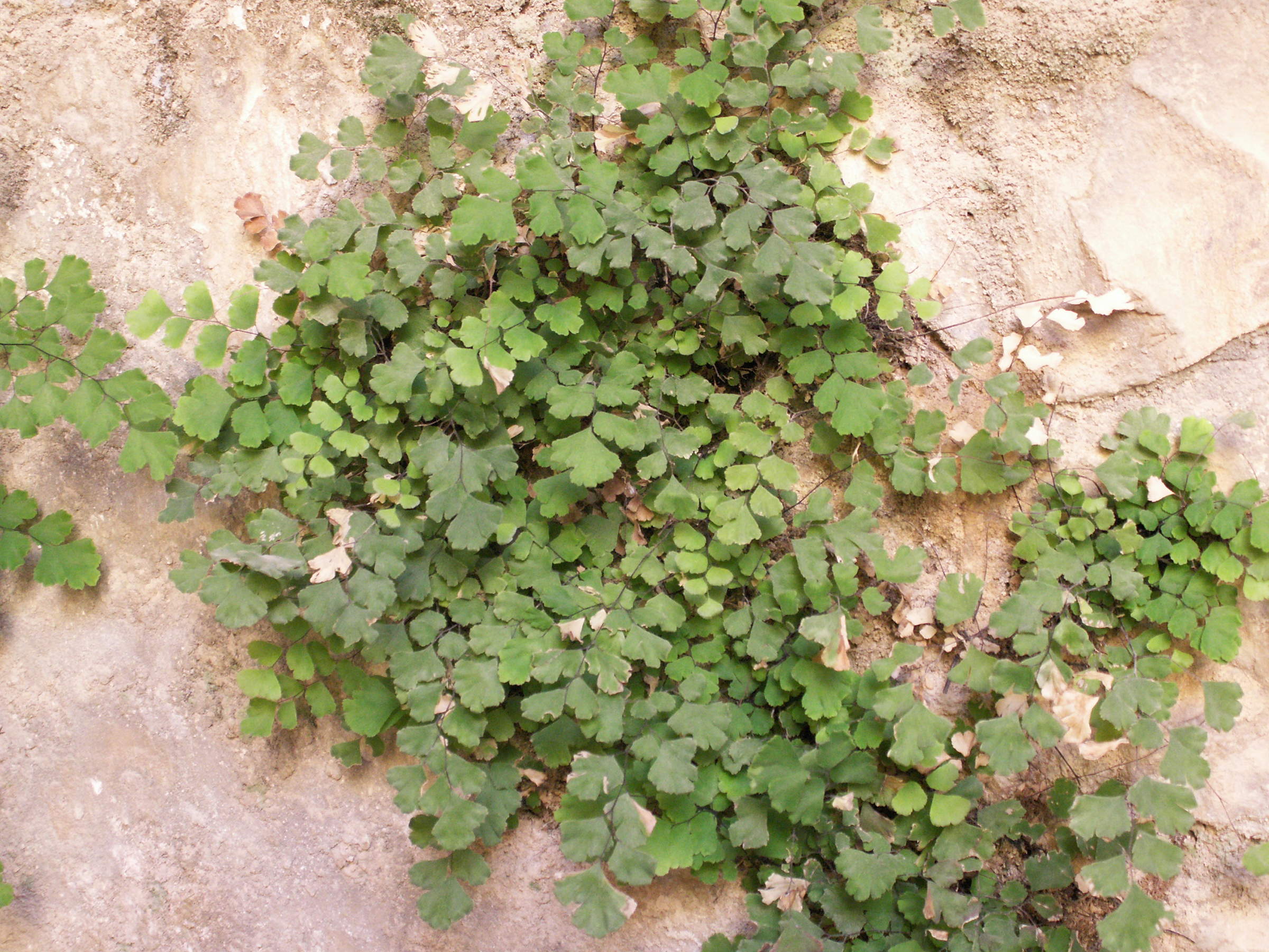 Afficher le média adiantum_capillus-veneris1bbd adiantum_capillus-veneris1bbd