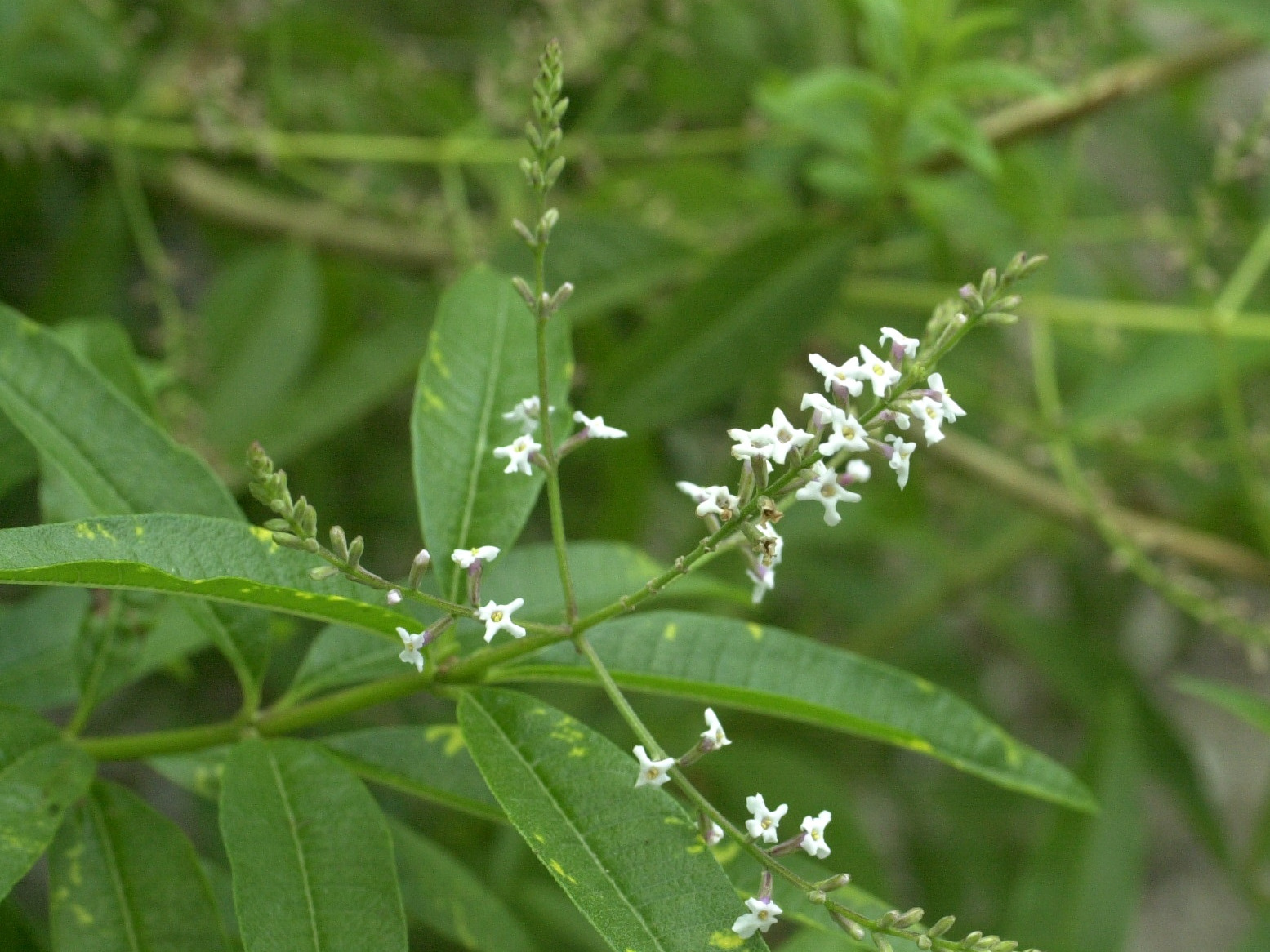 Aloysia_citriodora