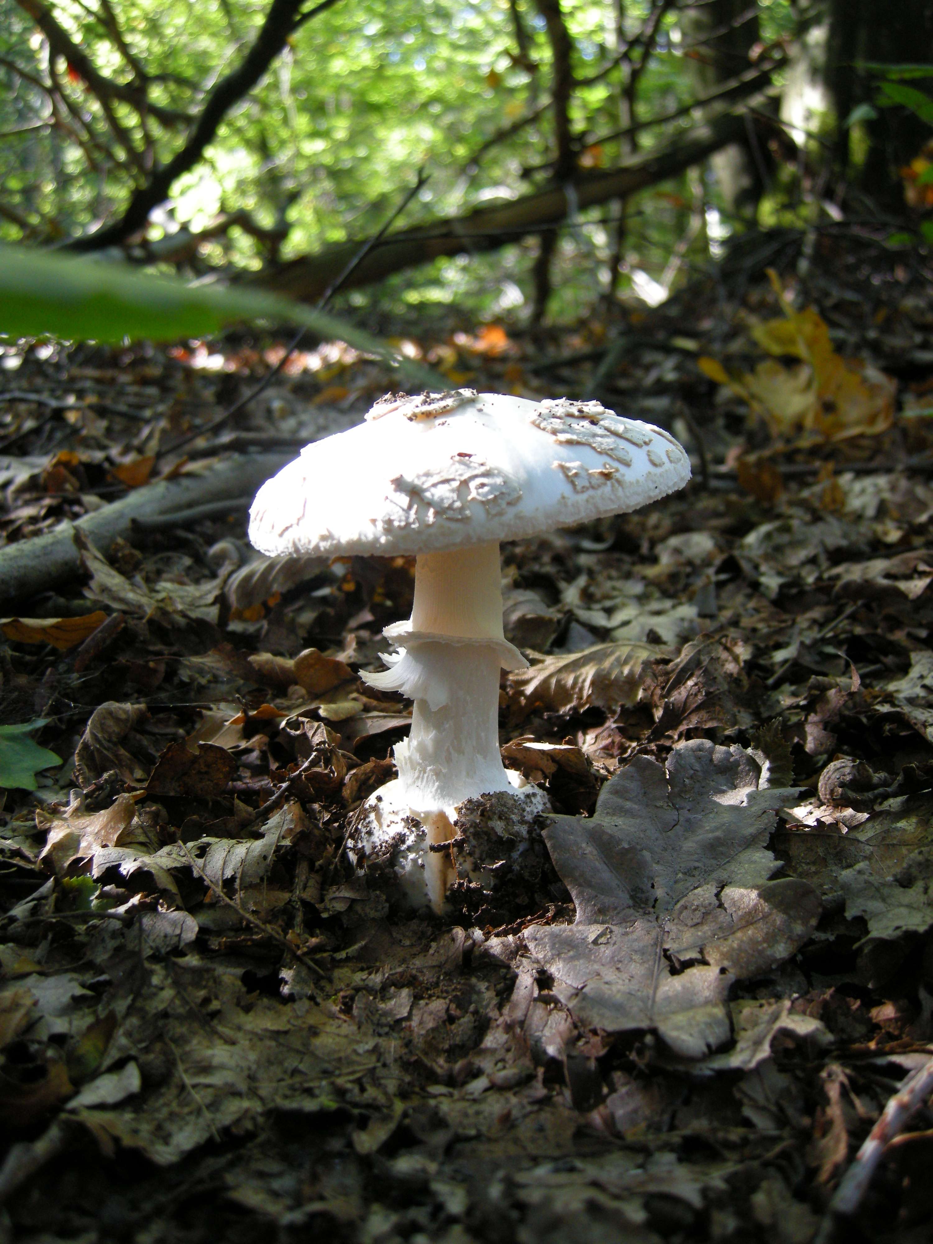 amanita_citrina2md