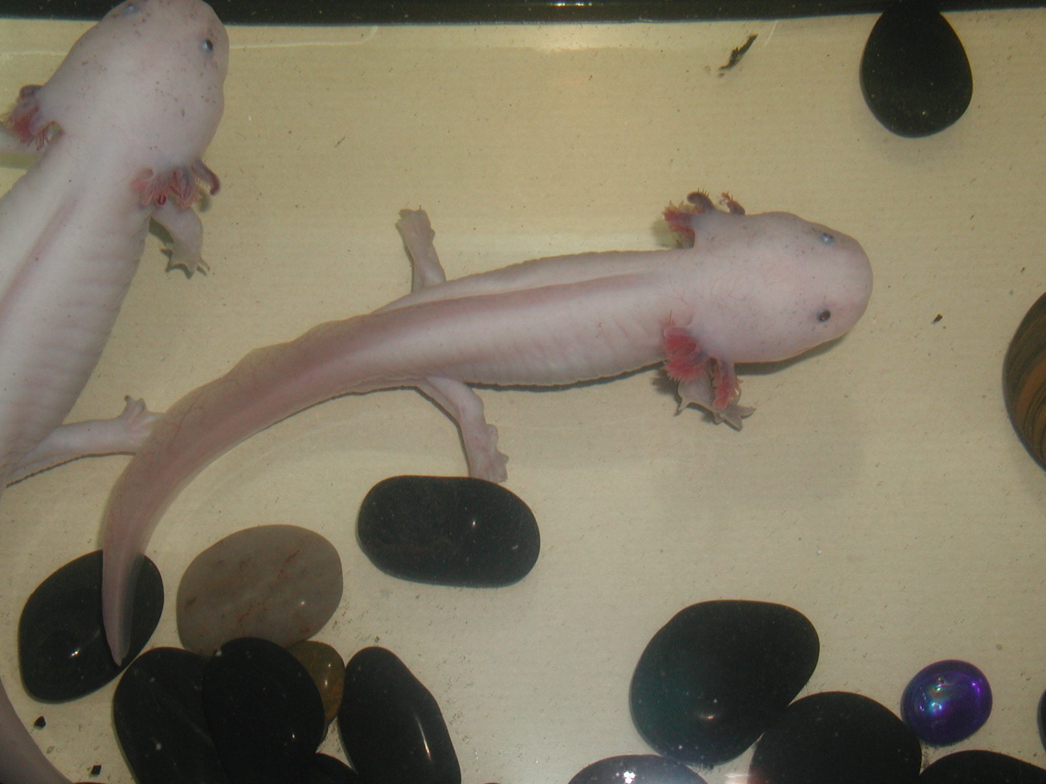 ambystoma_mexicanum1md