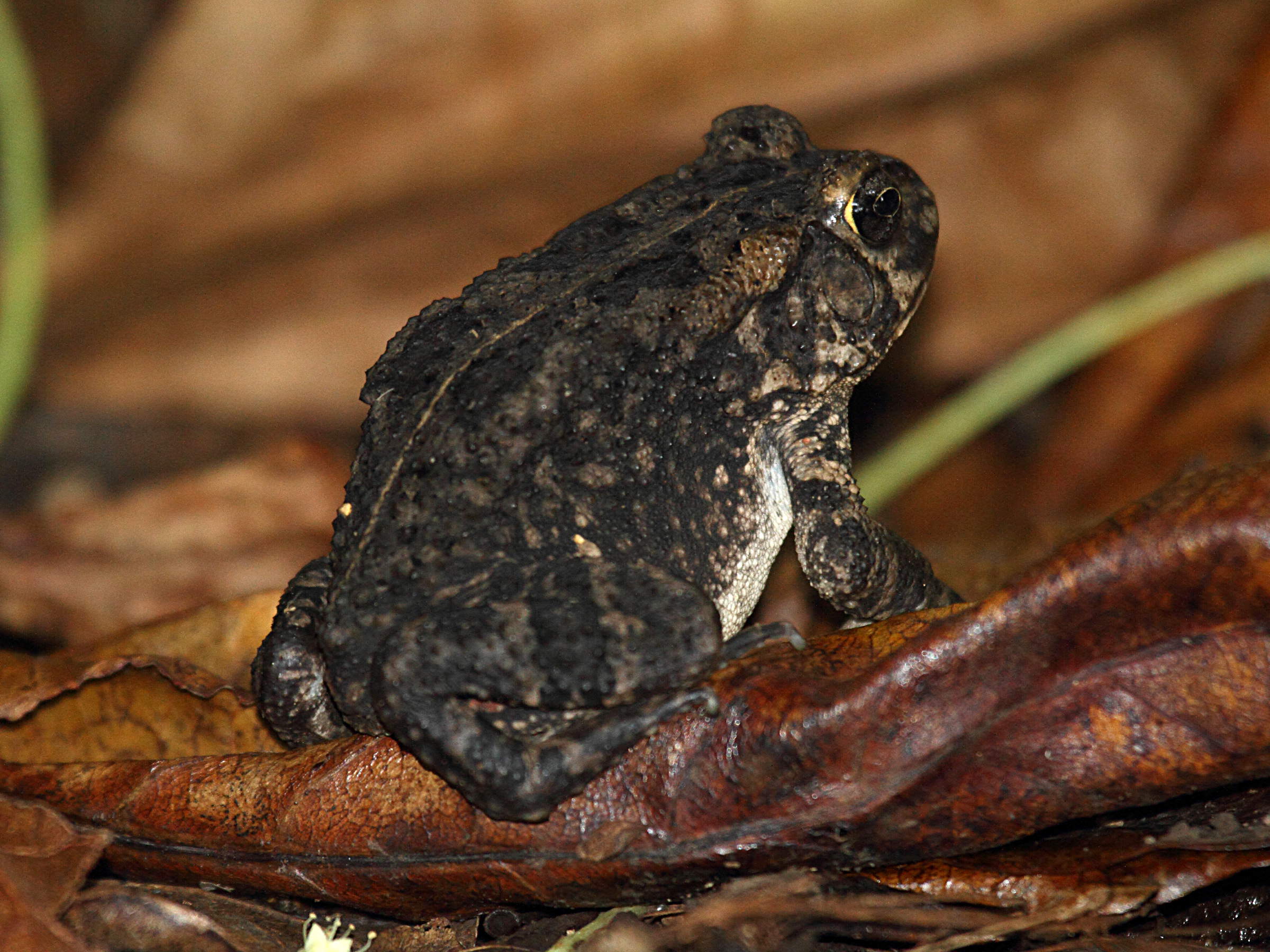 amietophrynus_gutturalis3bd