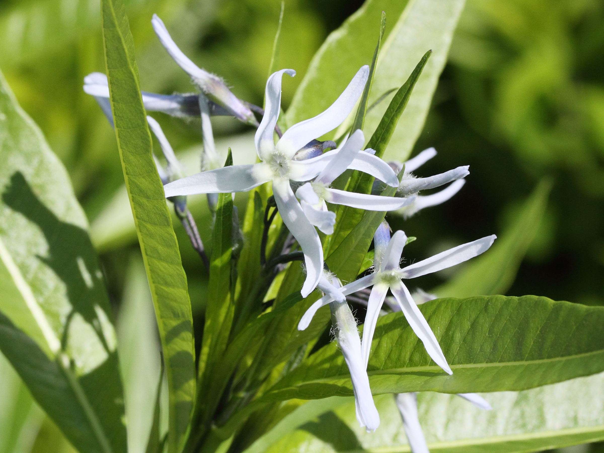 amsonia_ciliata2md