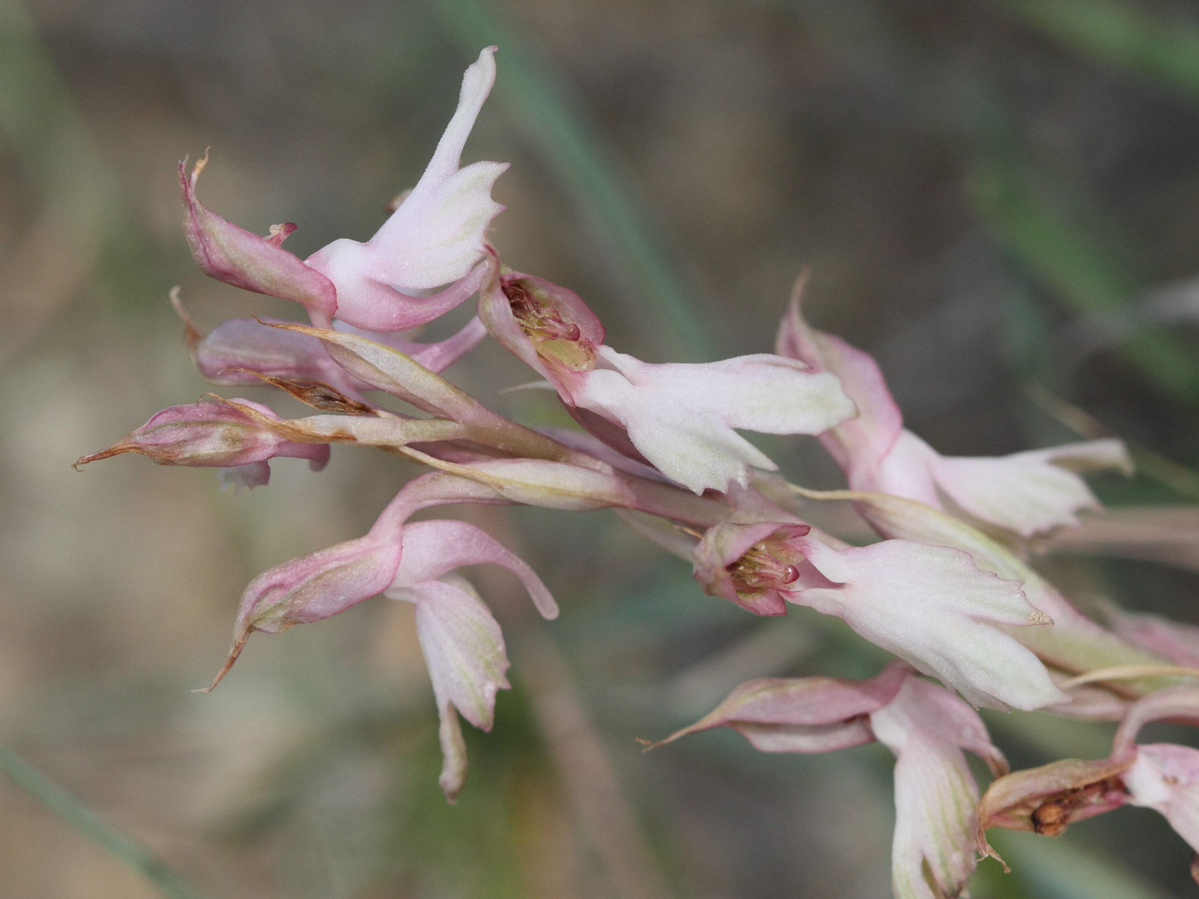 anacamptis_sancta3bd