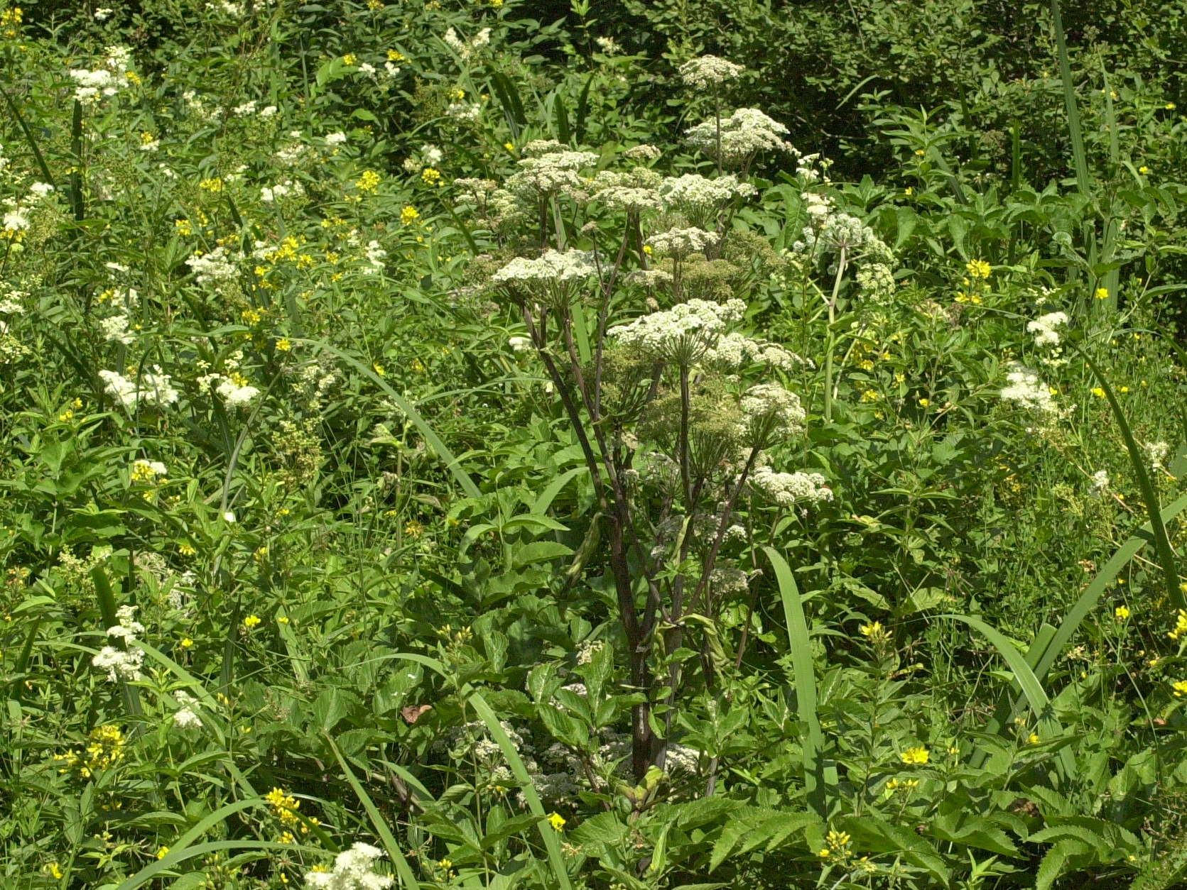 angelica_sylvestris1md