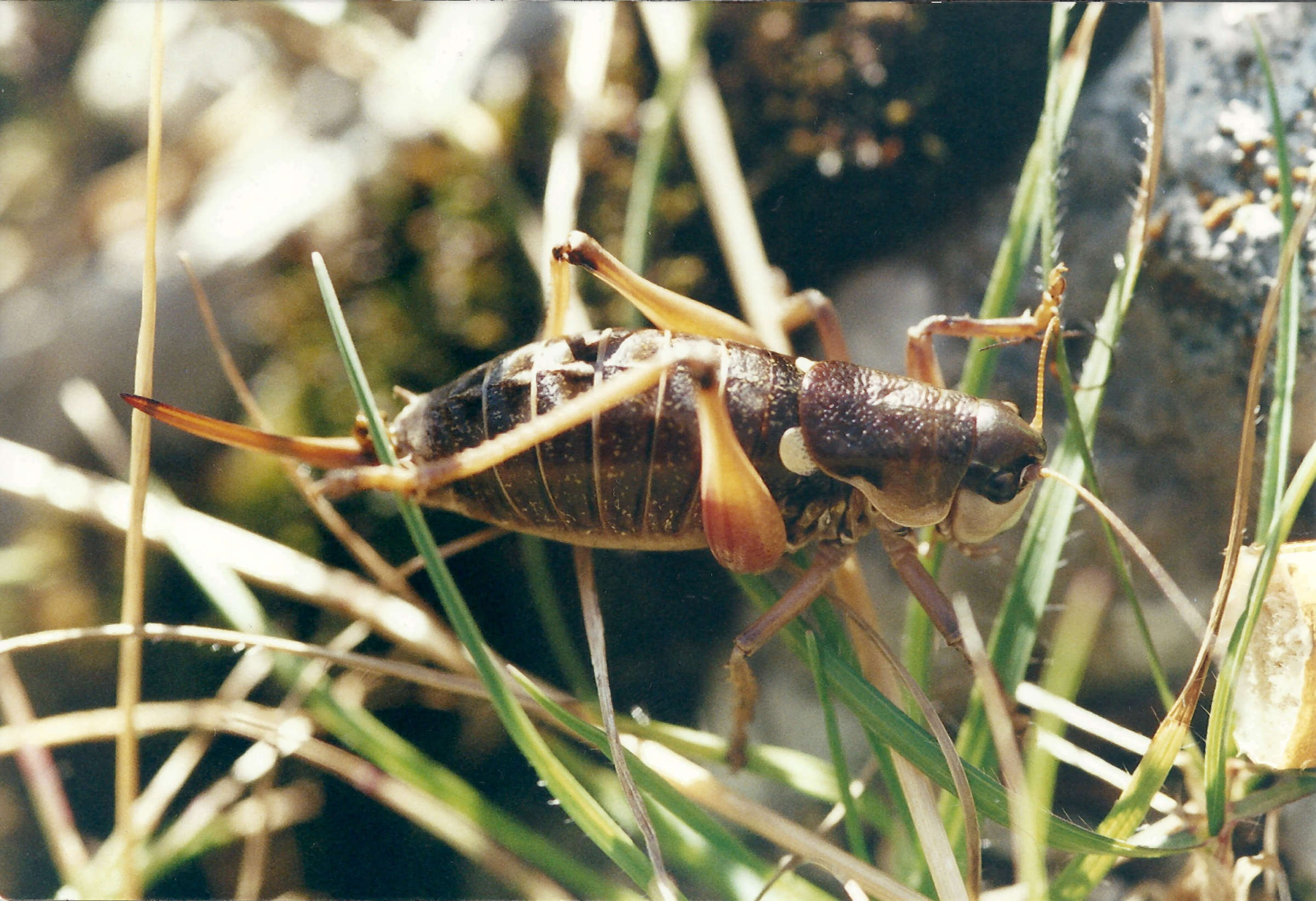 anonconotus_ghiliari3md