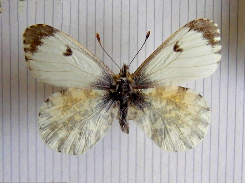 Anthocharis_cardamines