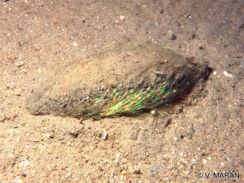 aphrodita_aculeata1vm