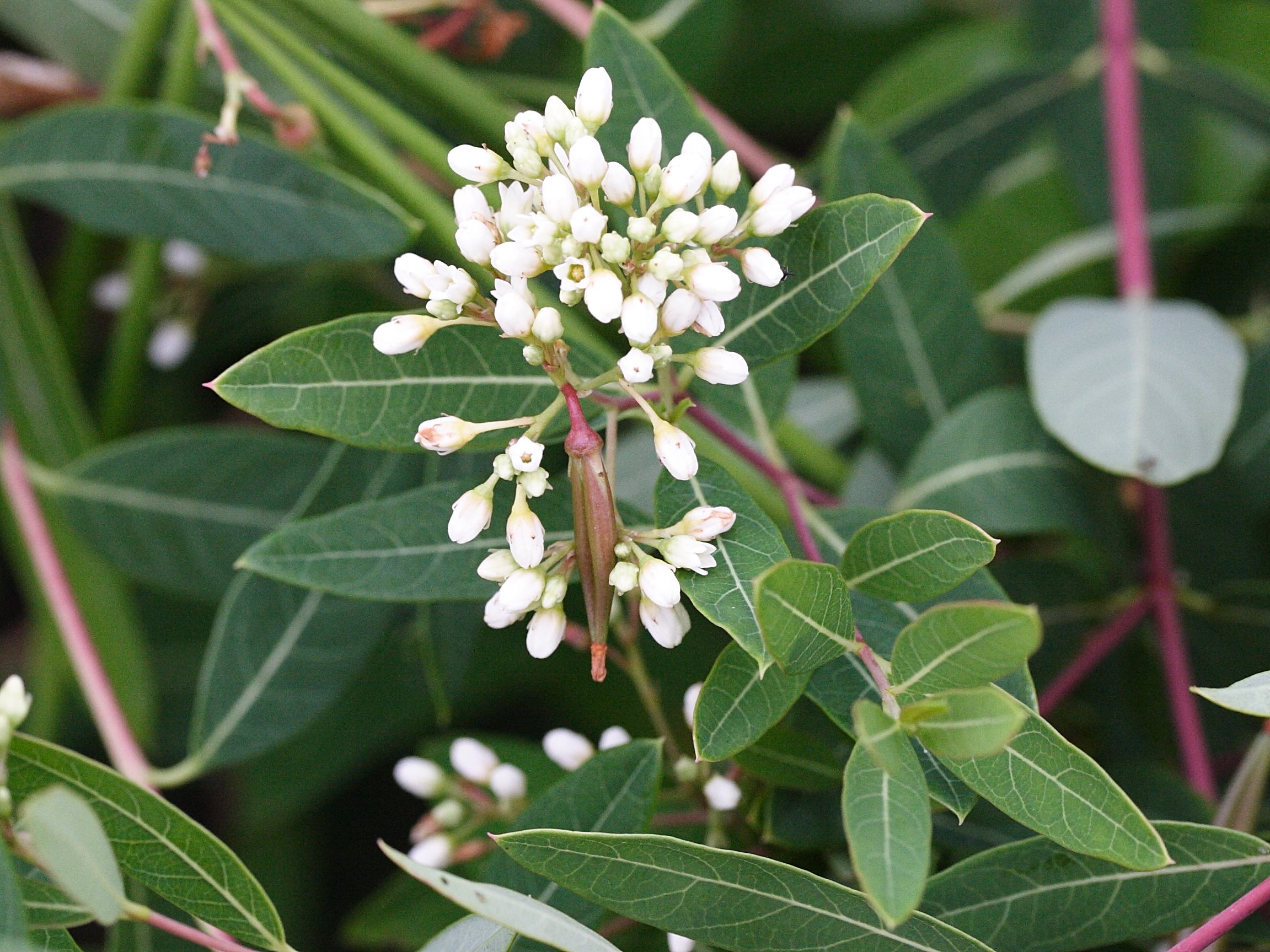 apocynum_cannabinum3md