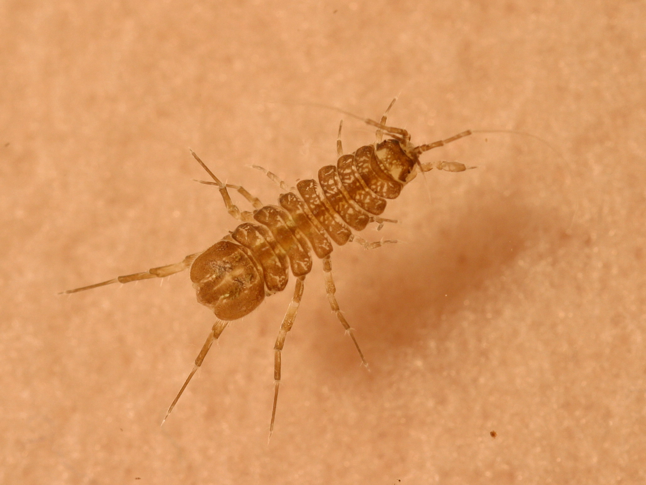 asellus_aquaticus1md