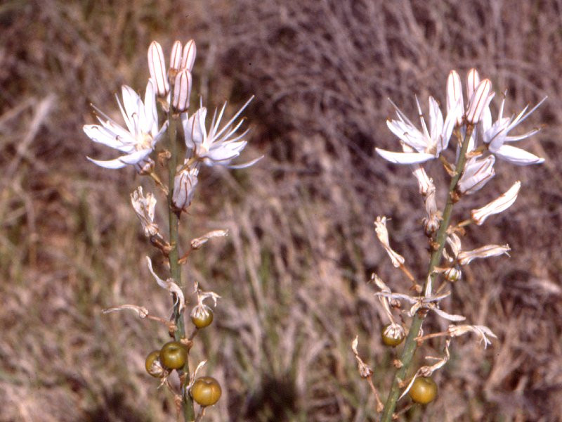 Afficher le média asphodelus_cerasiferus2mcf asphodelus_cerasiferus2mcf