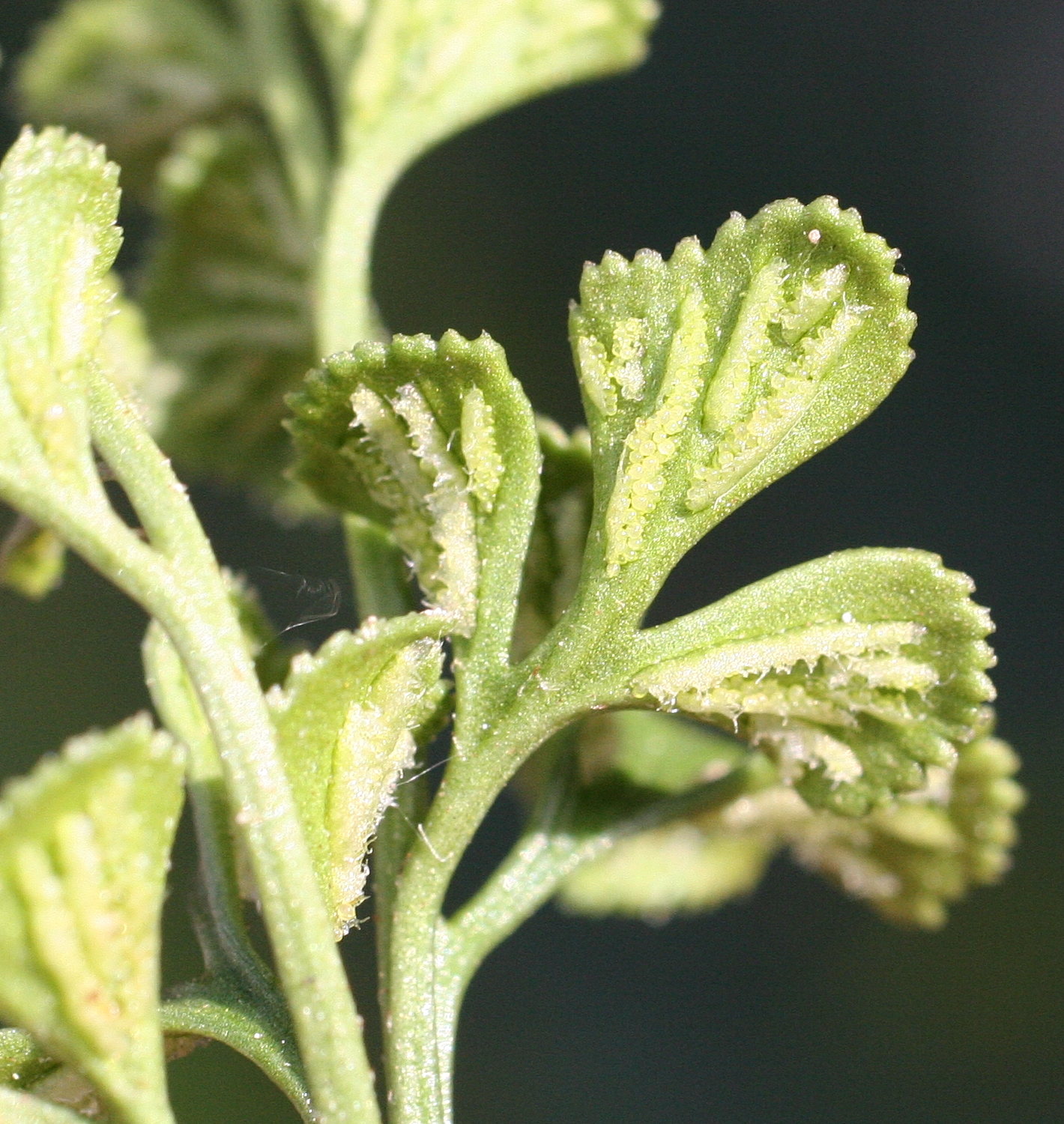 asplenium_ruta-muraria4md