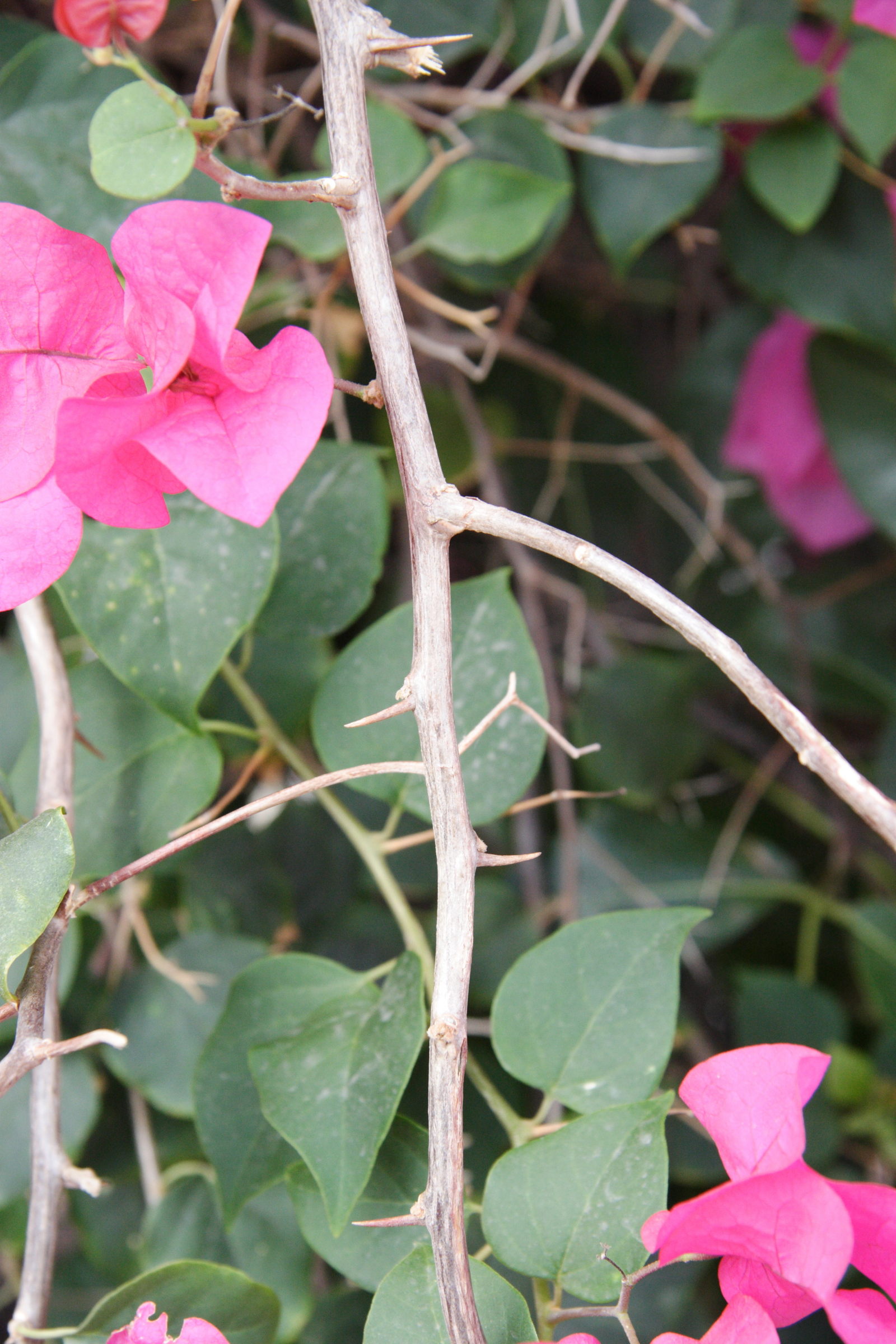 bougainvillea_glabra2md