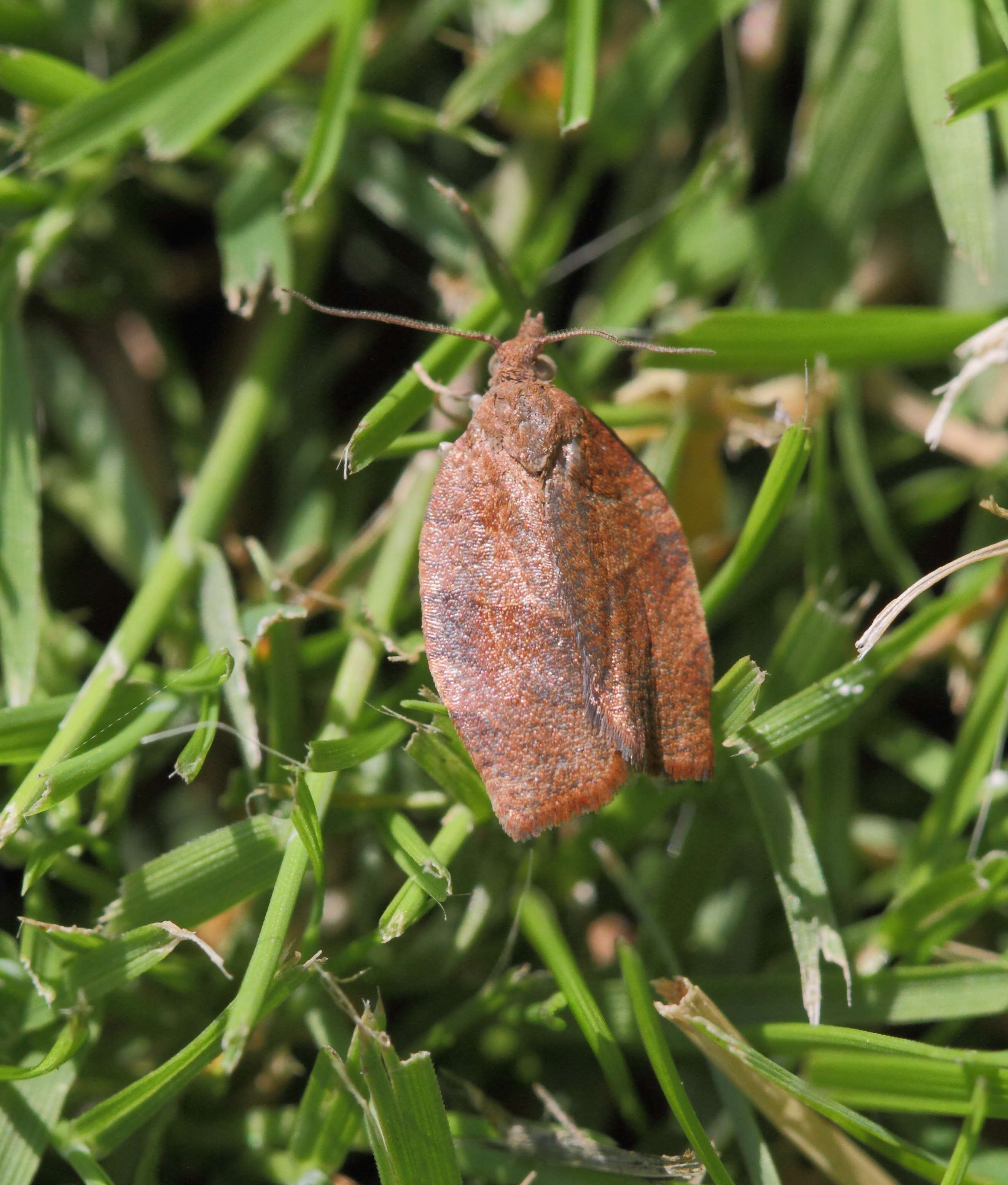 cacoecimorpha_pronubana3bd