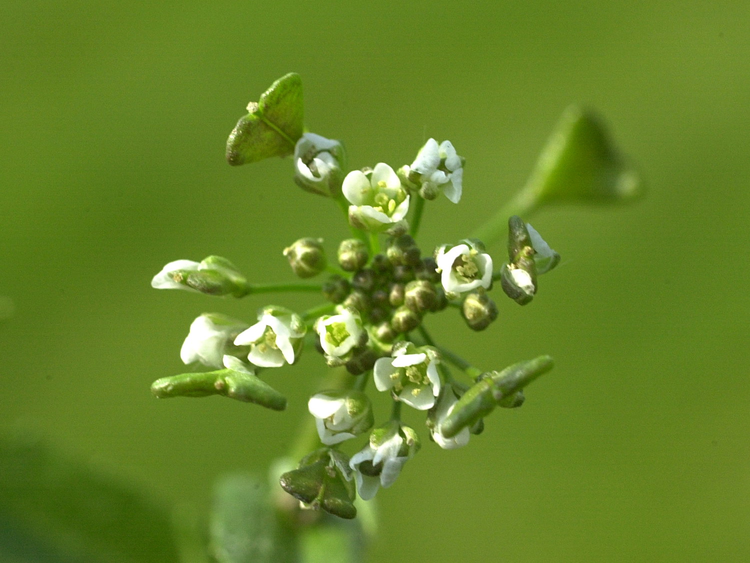 capsella_bursa-pastoris2bmd
