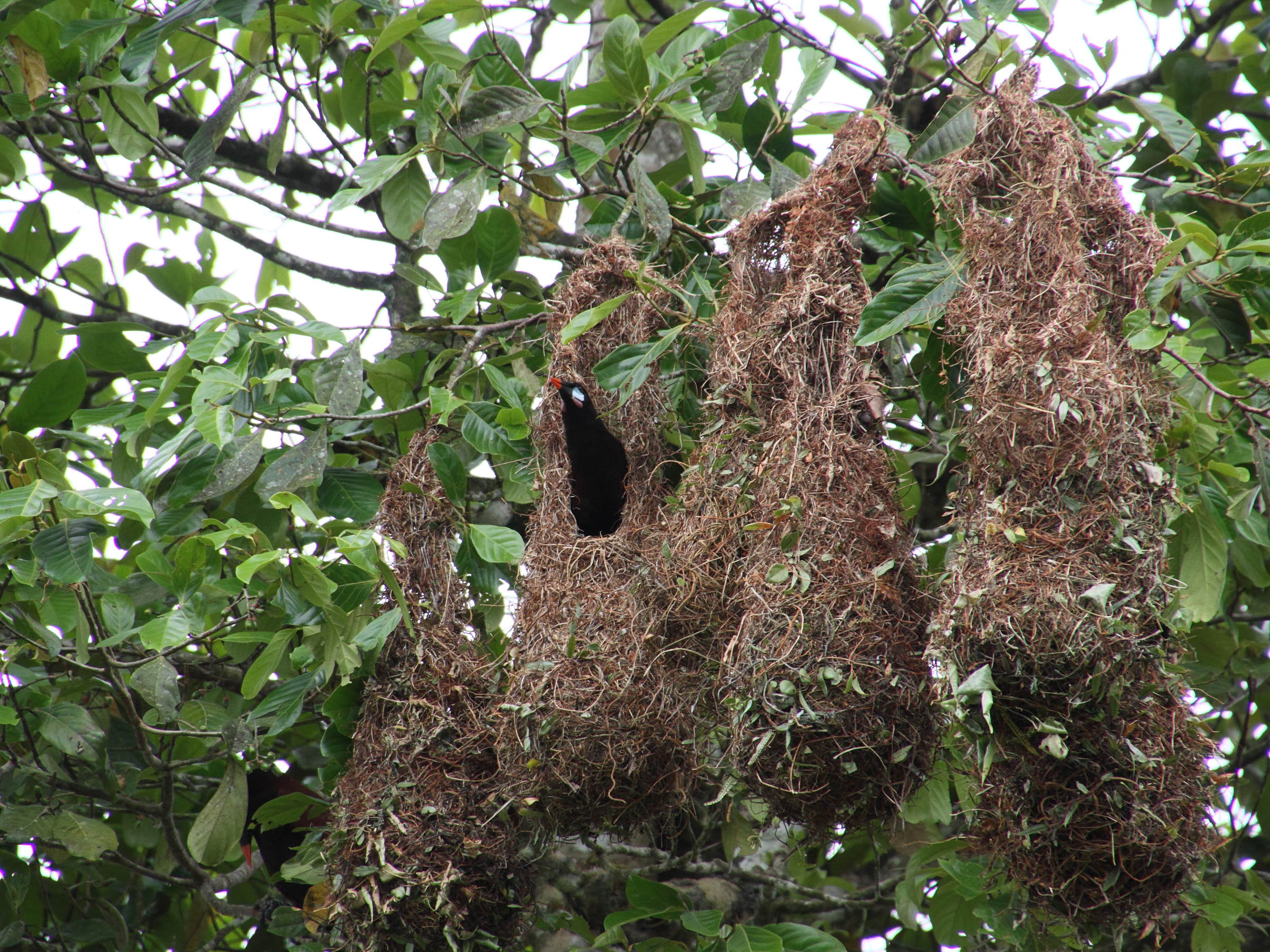 cassique_de_montezuma_-_psarocolius_montezuma5md