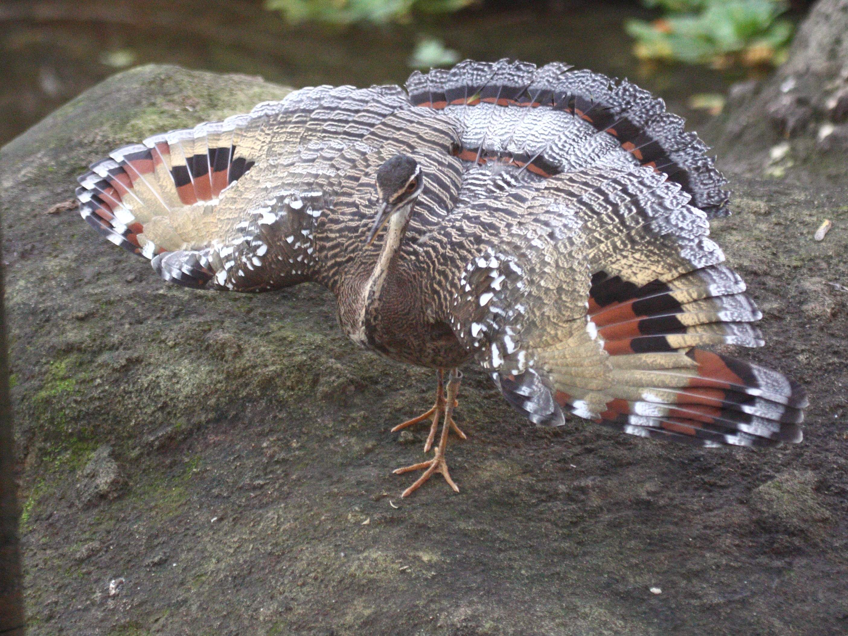 caurale_soleil_-_eurypyga_helias2bd